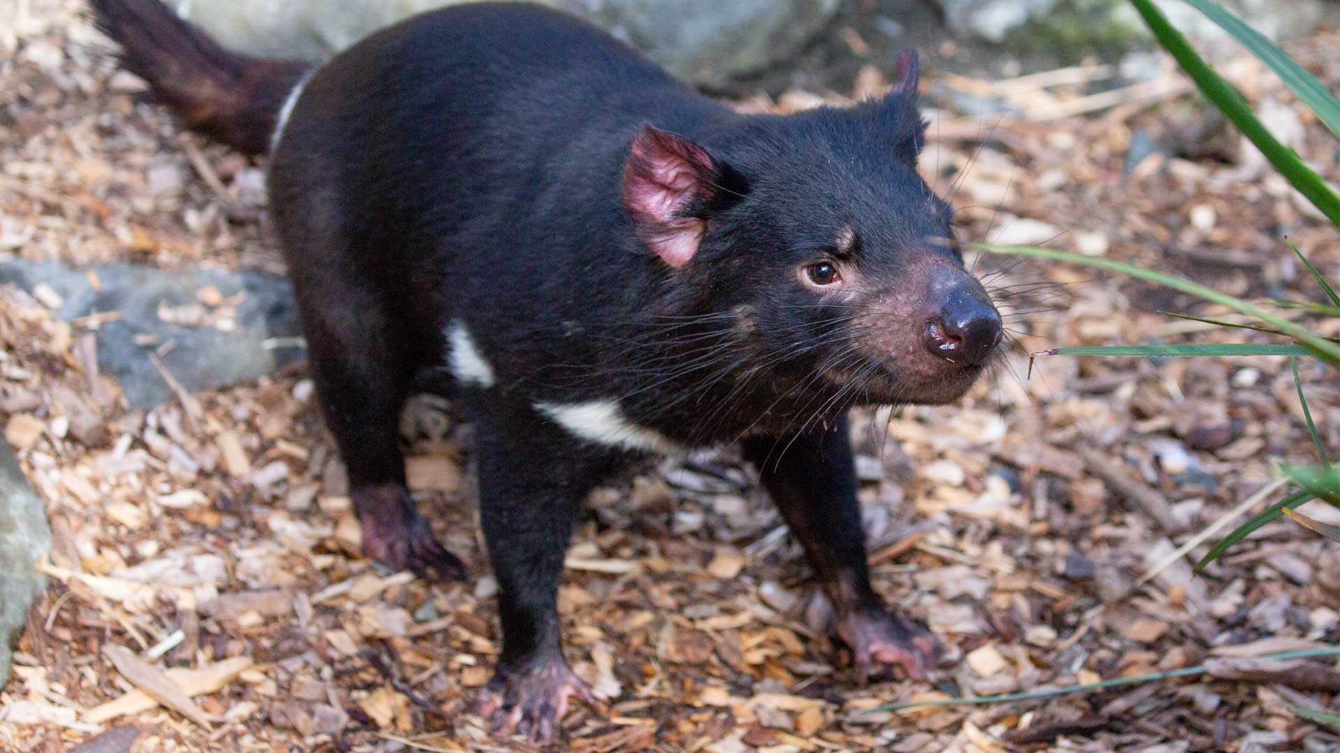 Tasmanian devil facial tumor