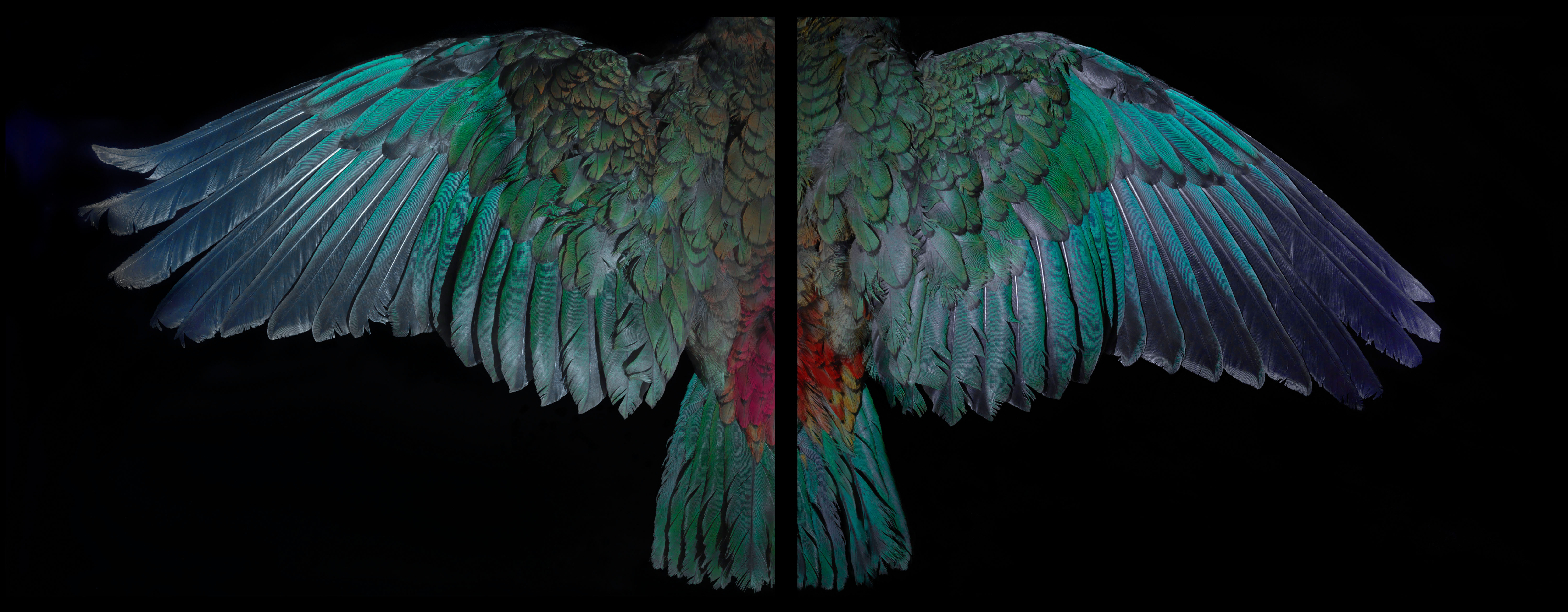 <p><strong>Fiona Pardington</strong>&nbsp;<em>Davis Kea Wings (above)</em>, 2015. Courtesy of the Artist and Starkwhite, Auckland.</p>
