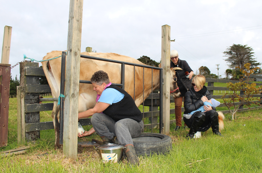 <p>Best Before Dairy Cooperative, milking Kowhai. Image courtesy of the artist</p>