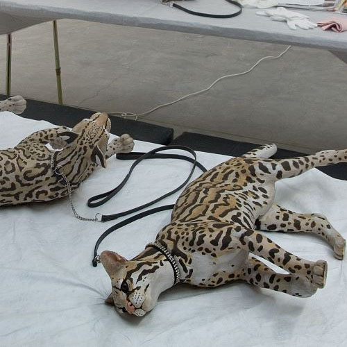 Arrival of the Ocelots Image