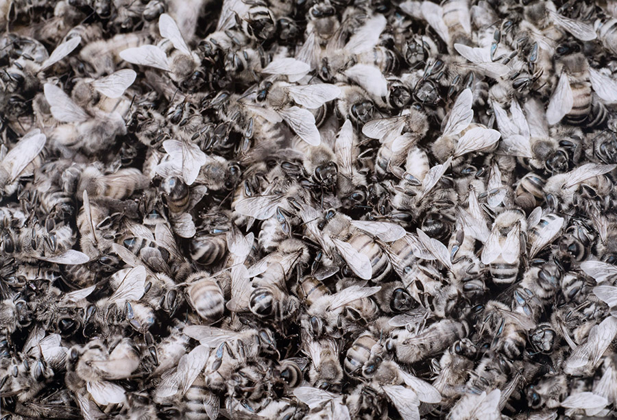 <p><strong>Anne Noble</strong><br />
<em>10,000 Waking Bees (Song Sting Swarm #1)</em>&nbsp;2012<br />
Chartwell Collection, Auckland Art Gallery Toi o Tāmaki, purchased 2013</p>