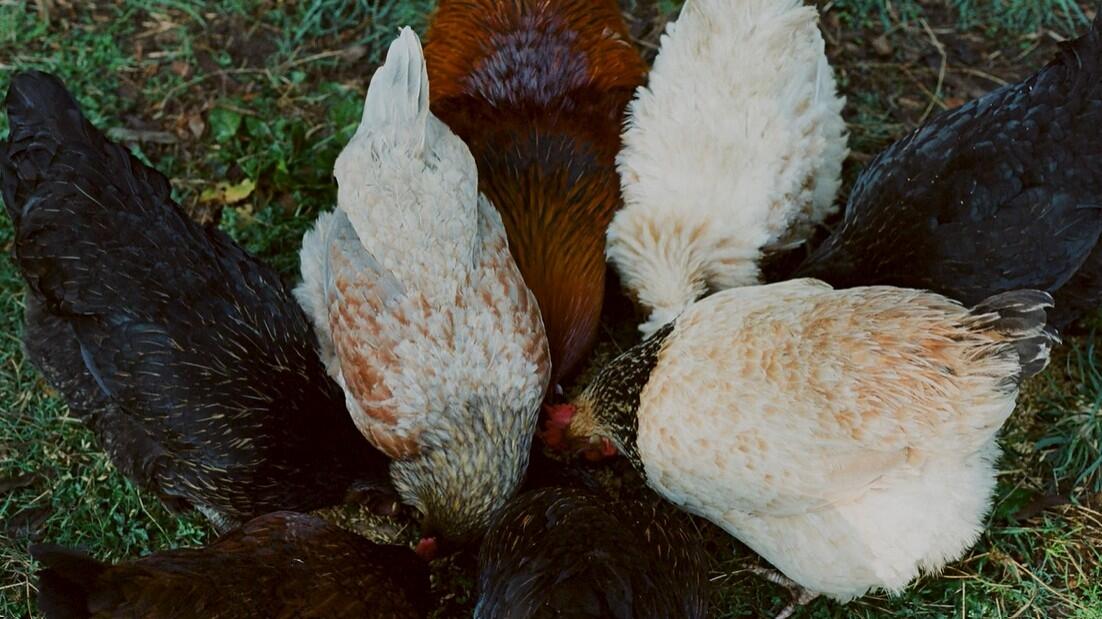 <p>Daegan Wells, <em>Because of where I live</em>, 2025, film still.</p>
