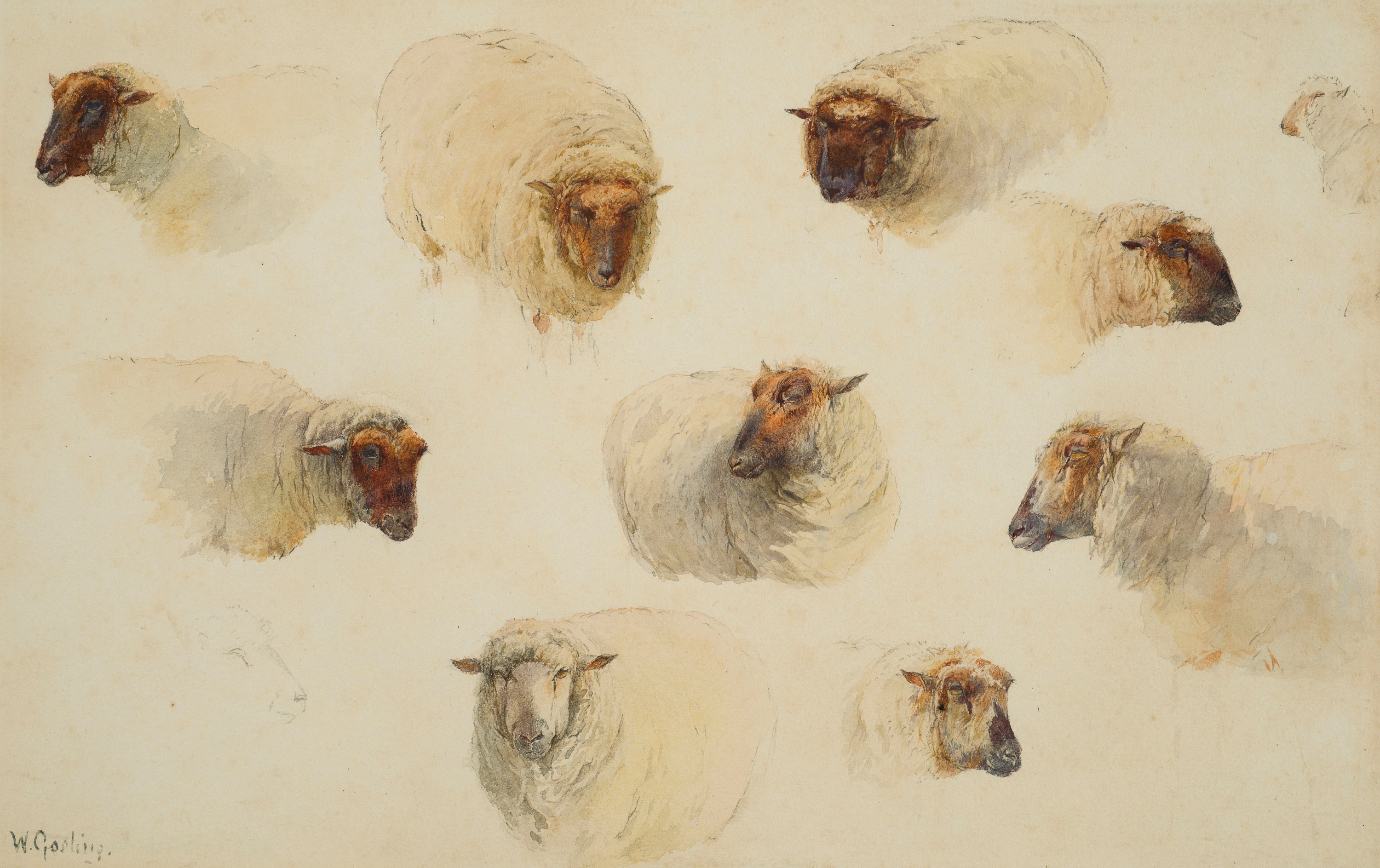 <p><strong>William Gosling</strong><br />
<em>Study of Sheep</em> 1844-1883<br />
Mackelvie Trust Collection, Auckland Art Gallery Toi o Tāmaki<br />
gift of James Tannock Mackelvie, 1884</p>

