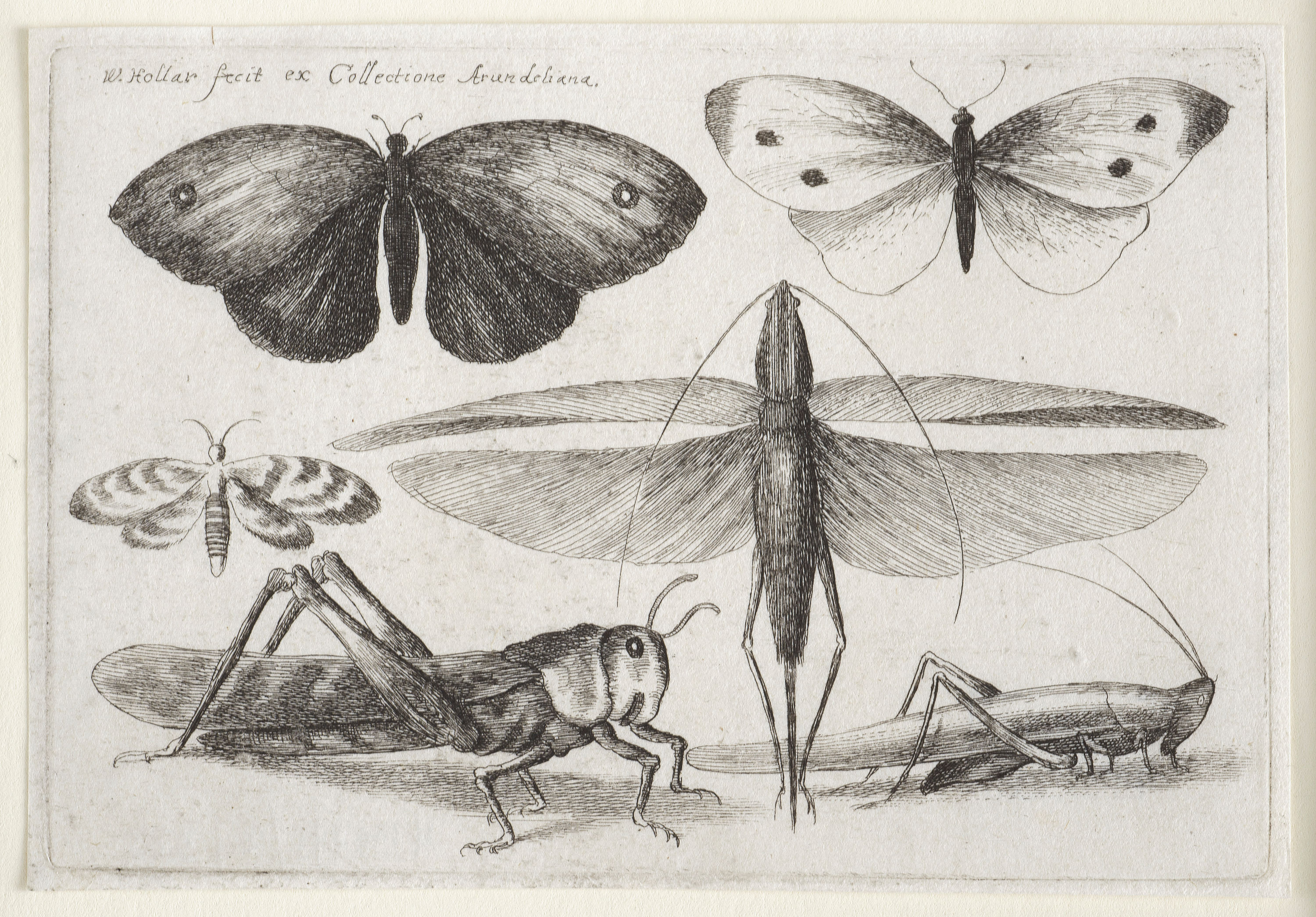 <p><strong>Wenceslaus Hollar&nbsp;</strong><br />
Six Insects 1646<br />
Mackelvie Trust Collection, Auckland Art Gallery Toi o Tāmaki<br />
bequest of Dr Walter Auburn, 1982</p>
