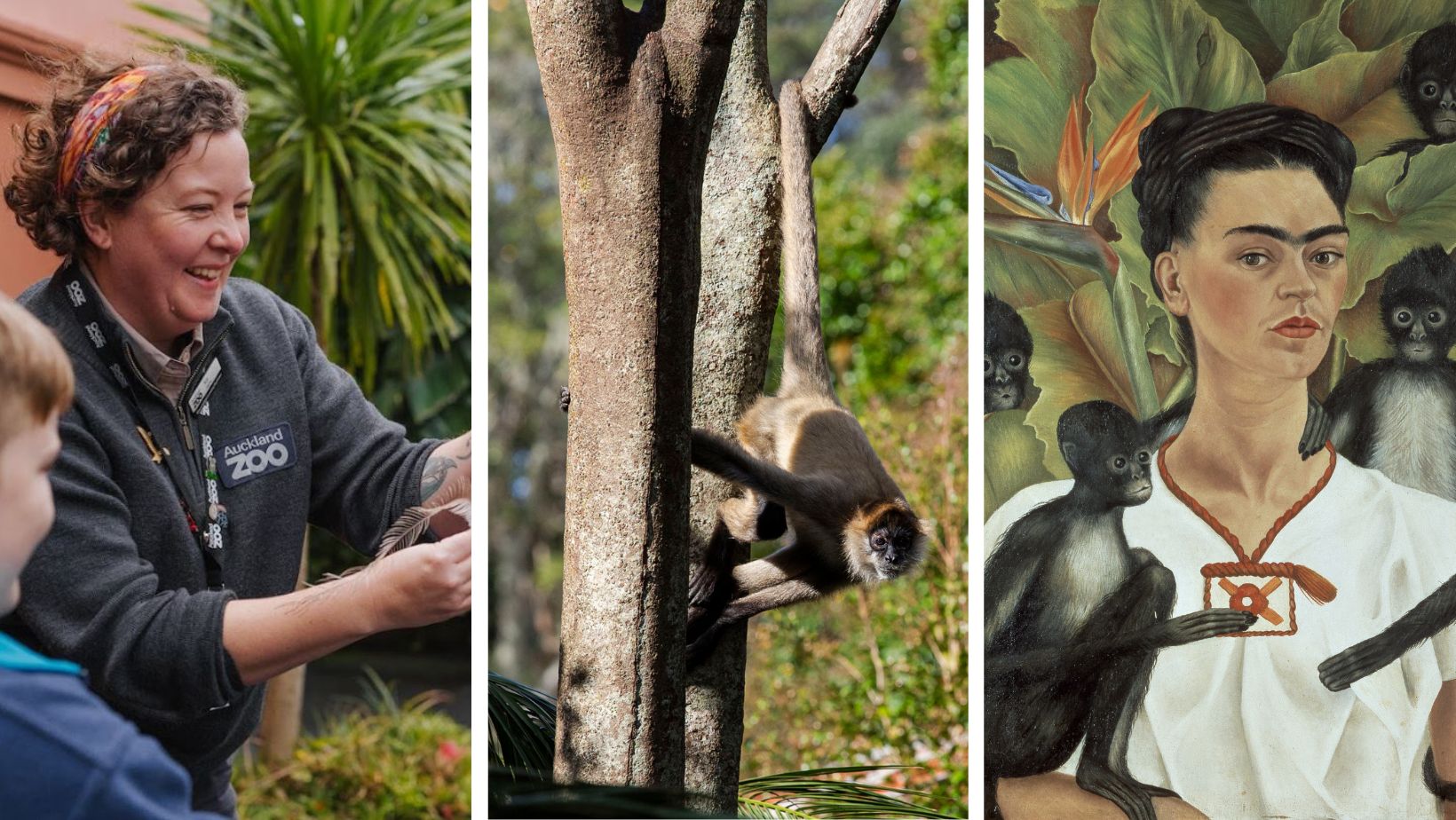 Animalia of Kahlo: Masterful monkeys with Auckland Zoo 