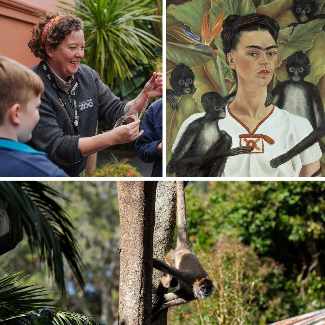 Animalia of Kahlo: Masterful monkeys with Auckland Zoo