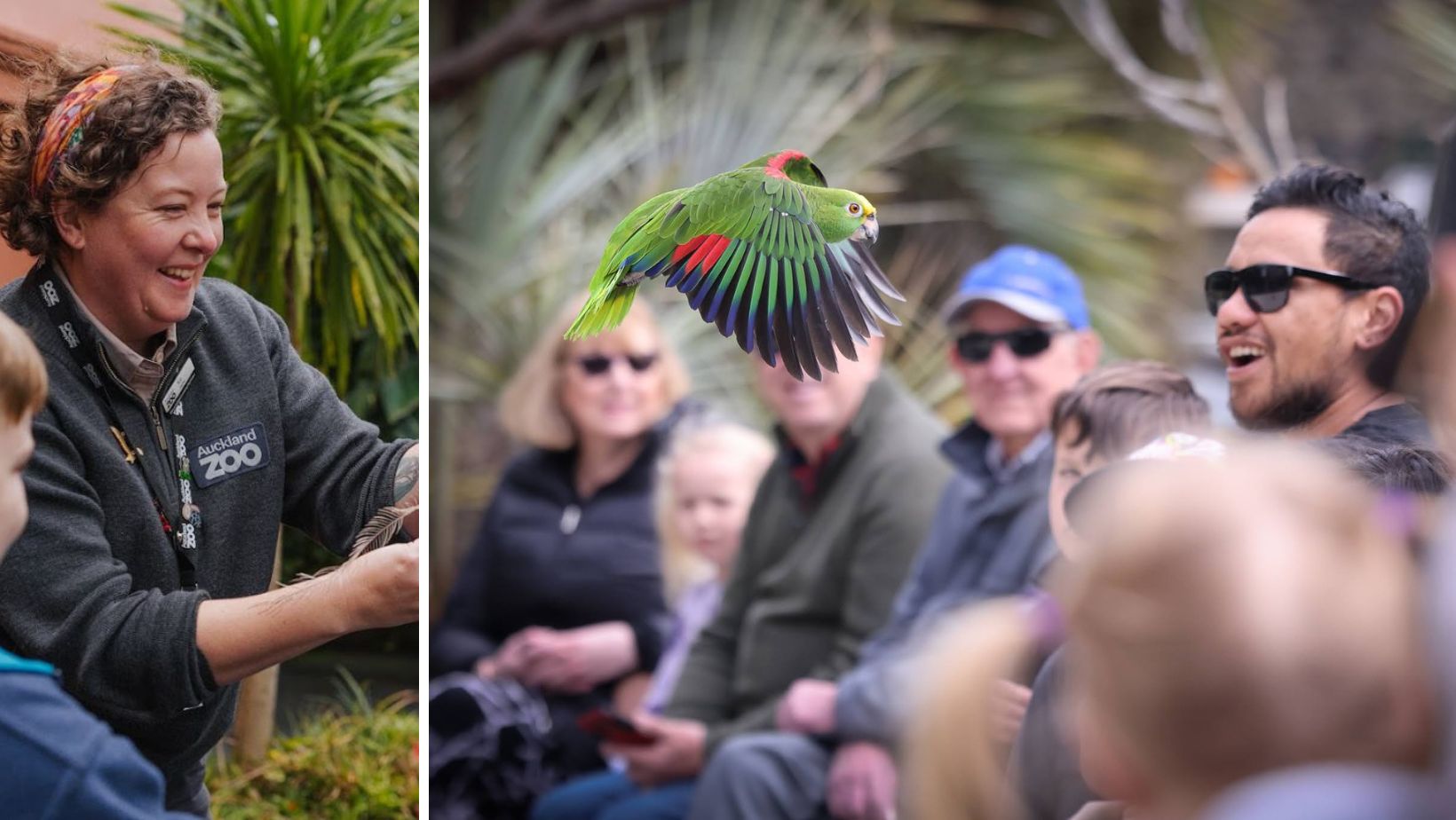 Animalia of Kahlo: Parrot talk with Auckland Zoo 