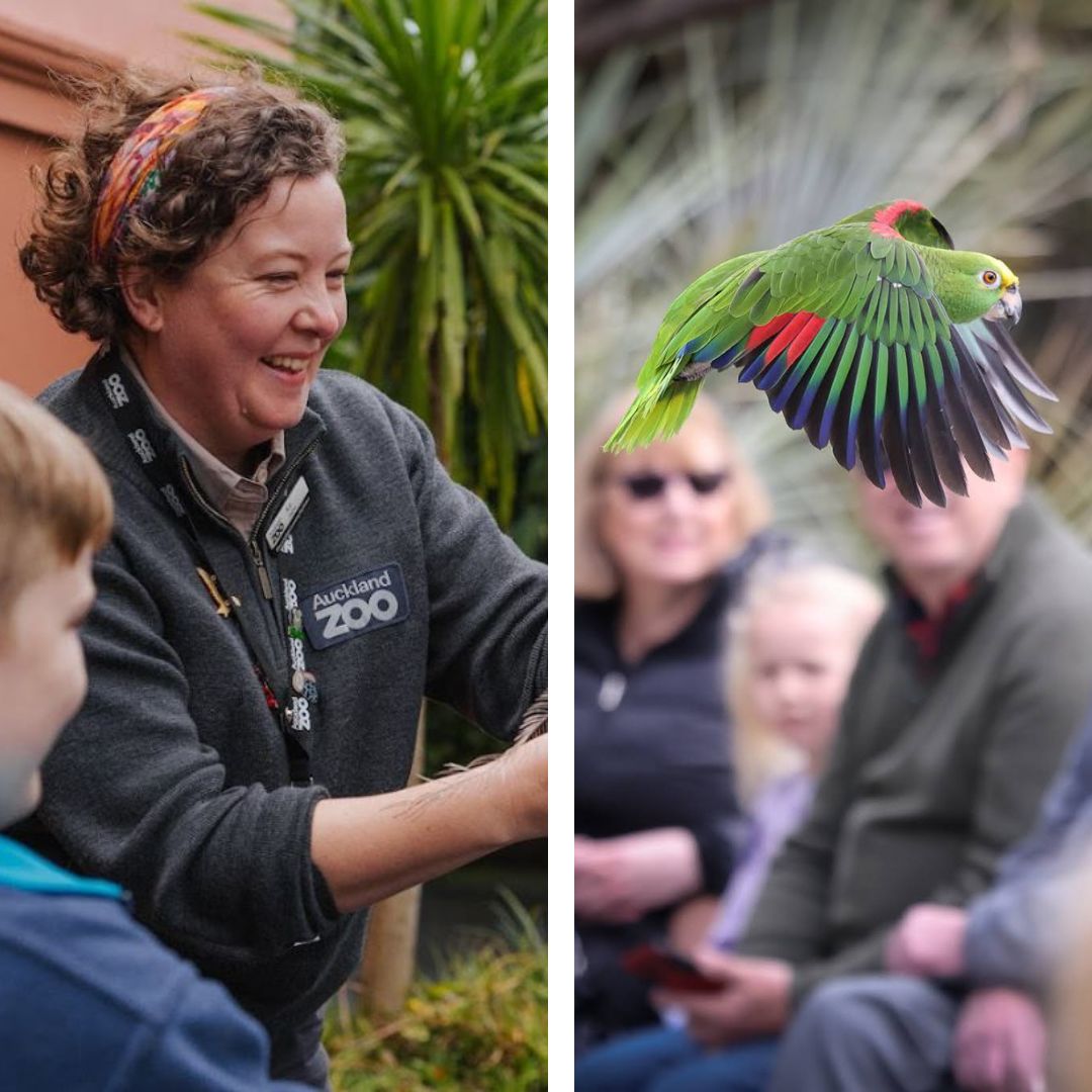 Animalia of Kahlo: Parrot talk with Auckland Zoo