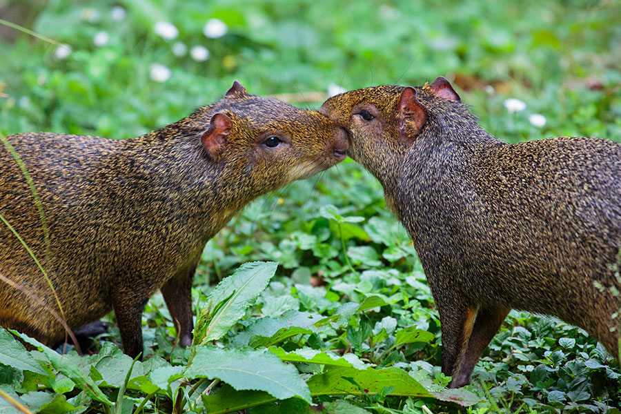<p>See these female agouti at the zoo in The Rainforest habitat they share with cotton top tamarins.</p>