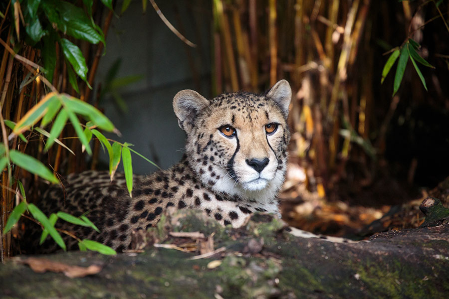 <p>You can see gorgeous cheetah girls Qia and Quartz at Auckland Zoo.</p>