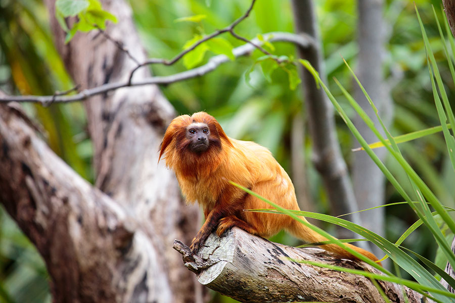 <p>Golden lion tamarin are known for their impressive orange manes.</p>