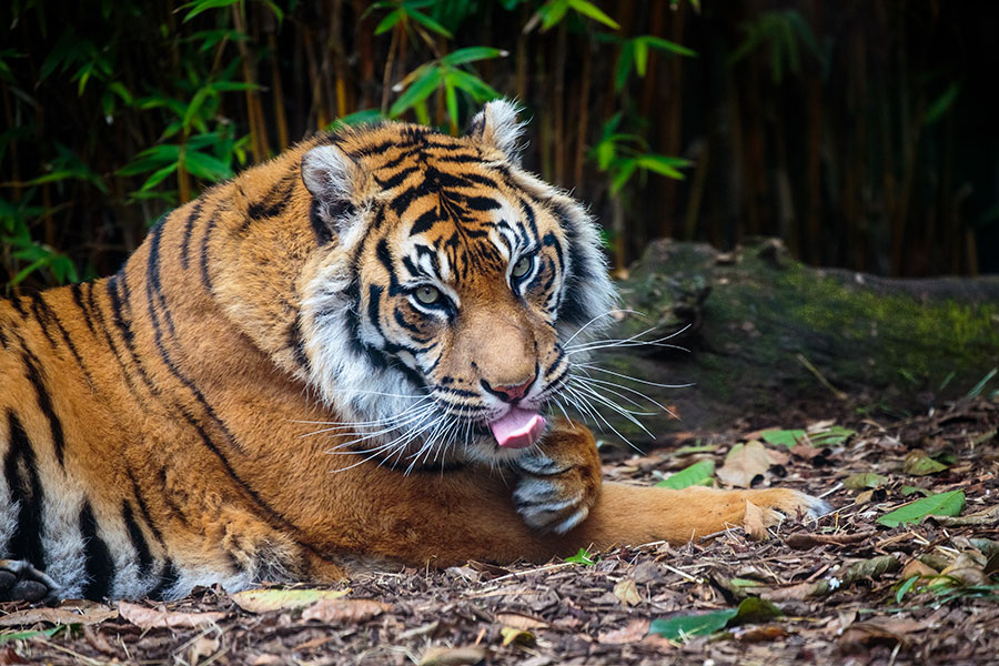 <p>Beautiful Sumatran tiger Molek relaxing in the sun.</p>