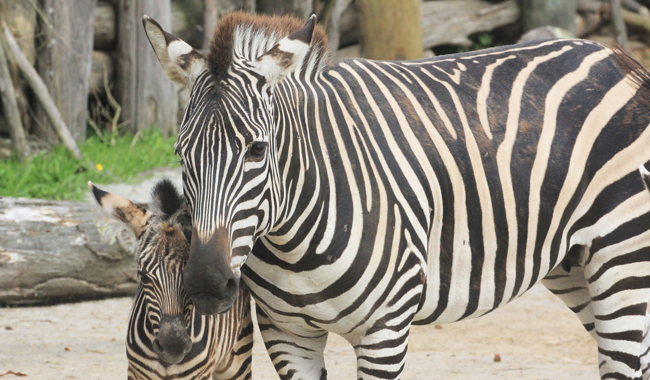 Help name the Zoo’s new zebra