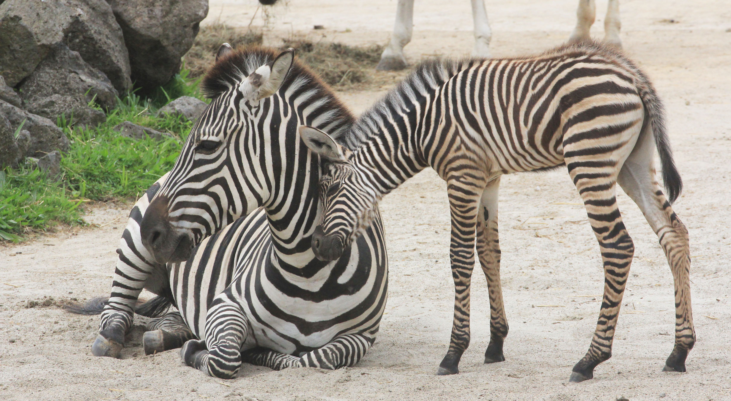 Help name the Zoo’s new zebra