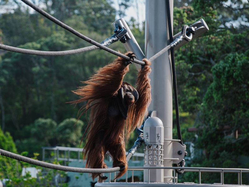 https://cdn.aucklandunlimited.com/corporate/assets/media/auckland-zoo-orangutans-aerial-pathways-gallery.jpg