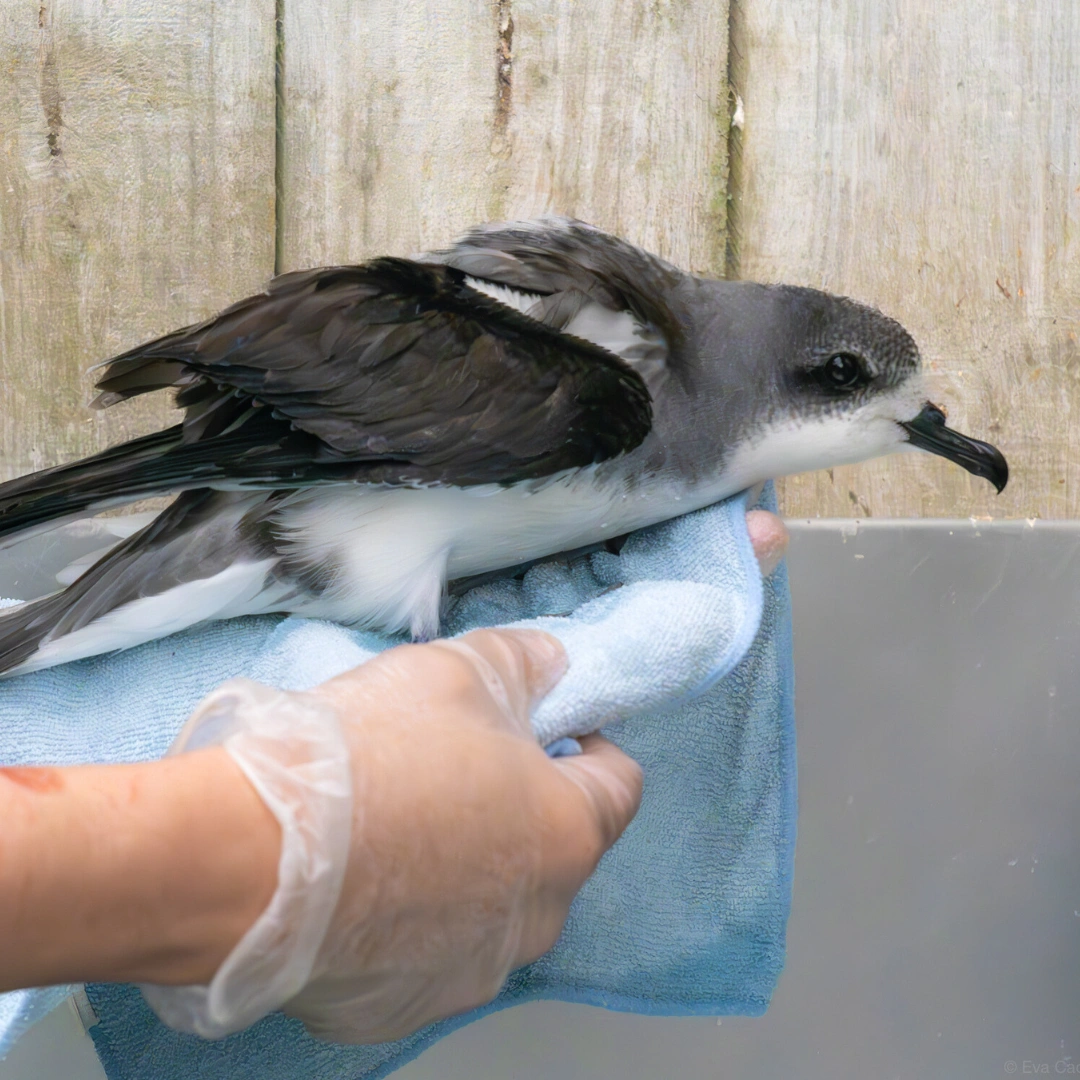 https://cdn.aucklandunlimited.com/maritime/assets/media/from-sea-to-sanctuary-saving-aotearoa-new-zealands-precious-seabirds.webp