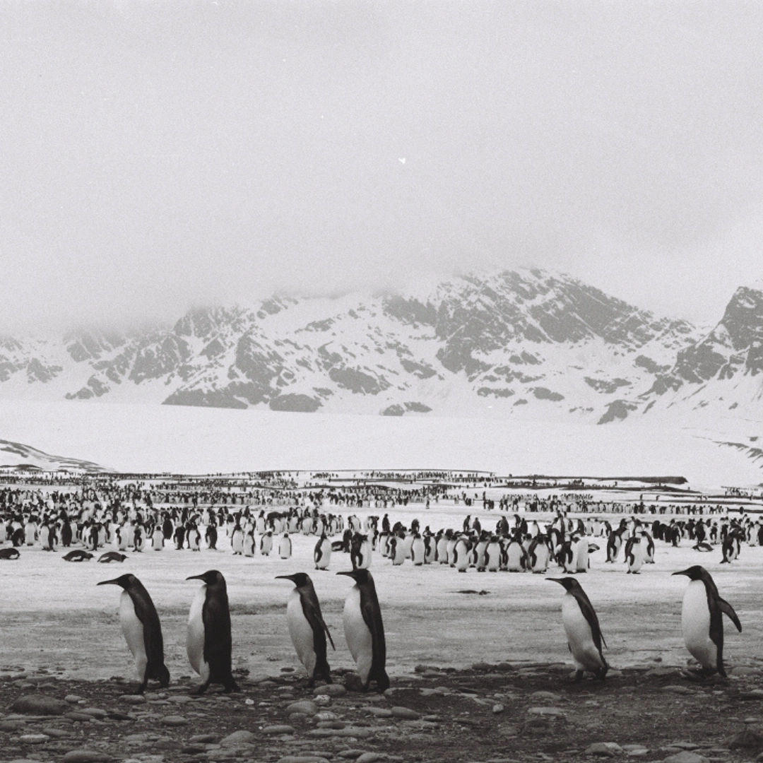 https://cdn.aucklandunlimited.com/maritime/assets/media/meet-the-artists-south-georgia-ice-and-penguins.webp