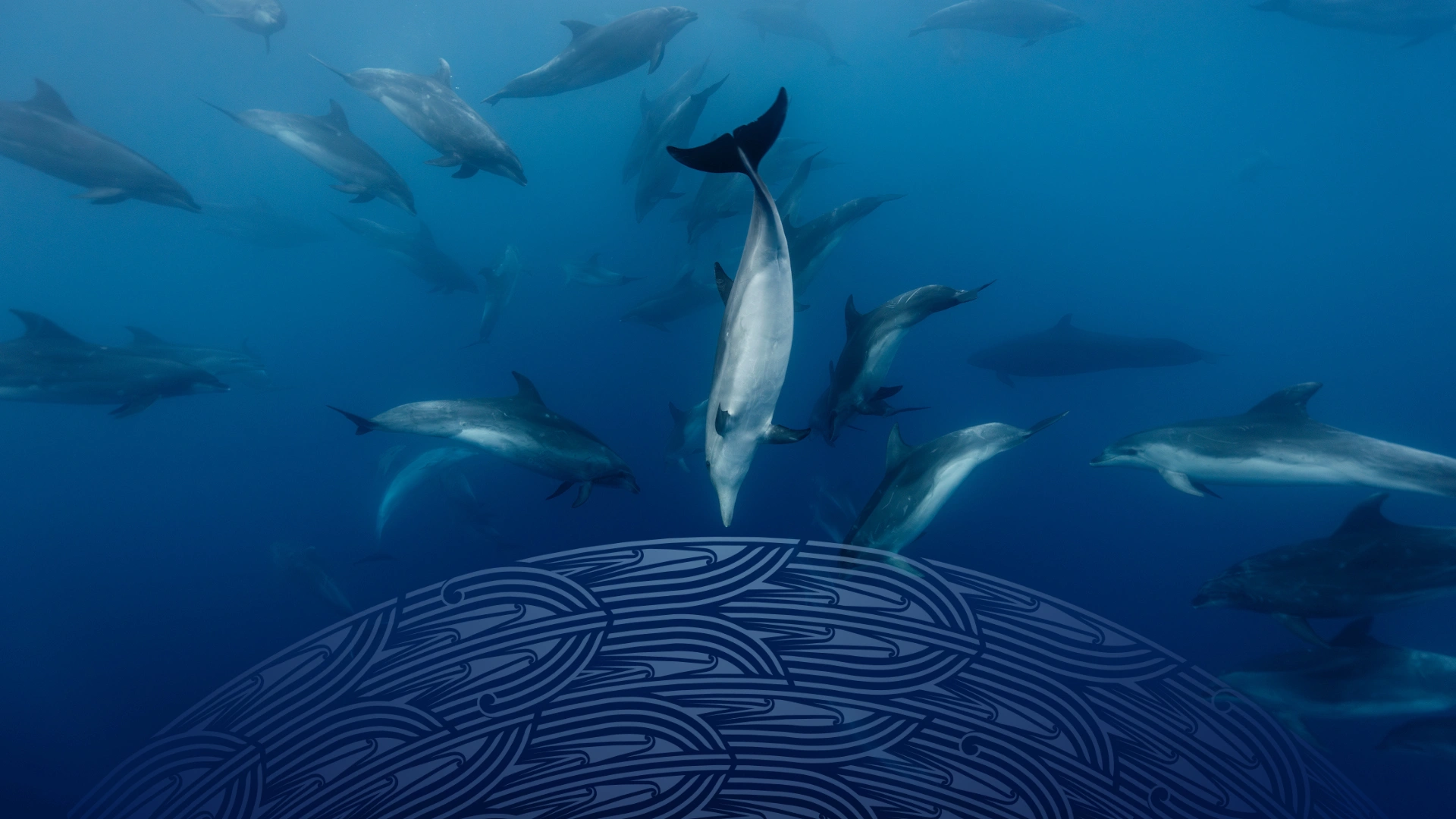 https://cdn.aucklandunlimited.com/maritime/assets/media/nga-huhua-dolphins-image.webp