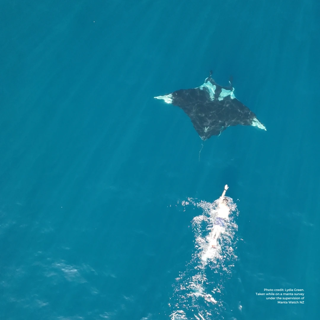 https://cdn.aucklandunlimited.com/maritime/assets/media/photo-credit-lydia-green-taken-while-on-a-manta-survey-under-the-supervision-of-manta-watch-nz-1.webp