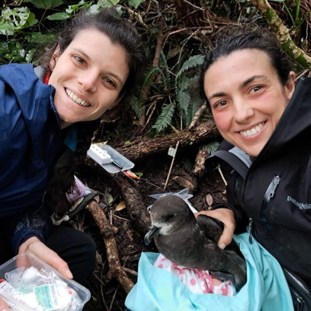 https://cdn.aucklandunlimited.com/maritime/assets/media/seabird-survival-safeguarding-the-future-of-aucklands-seabirds.webp