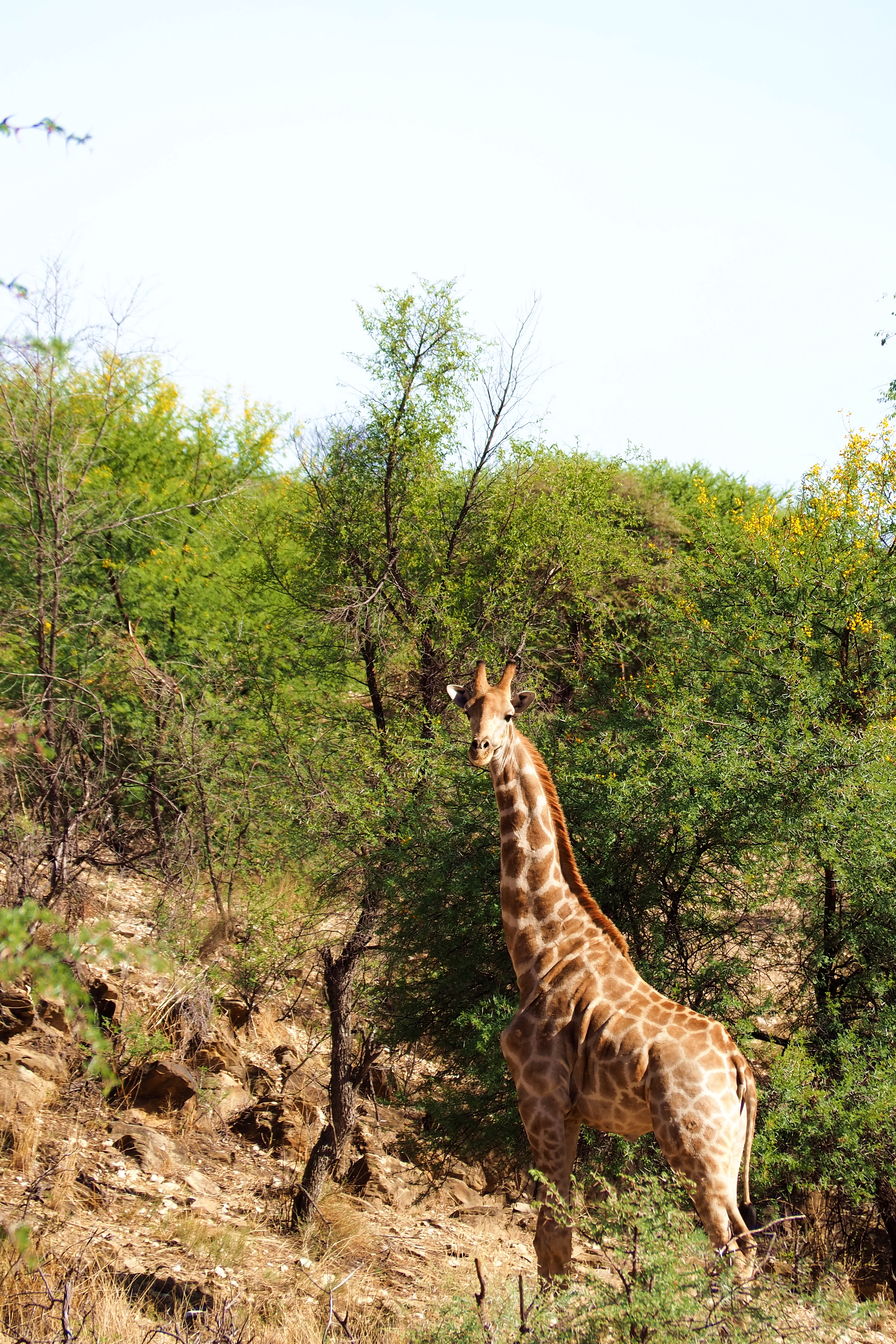 https://cdn.aucklandunlimited.com/zoo/assets/media/1-angolan-giraffe-portrait-at-daan-viljoen-c-gcfjpg.jpg