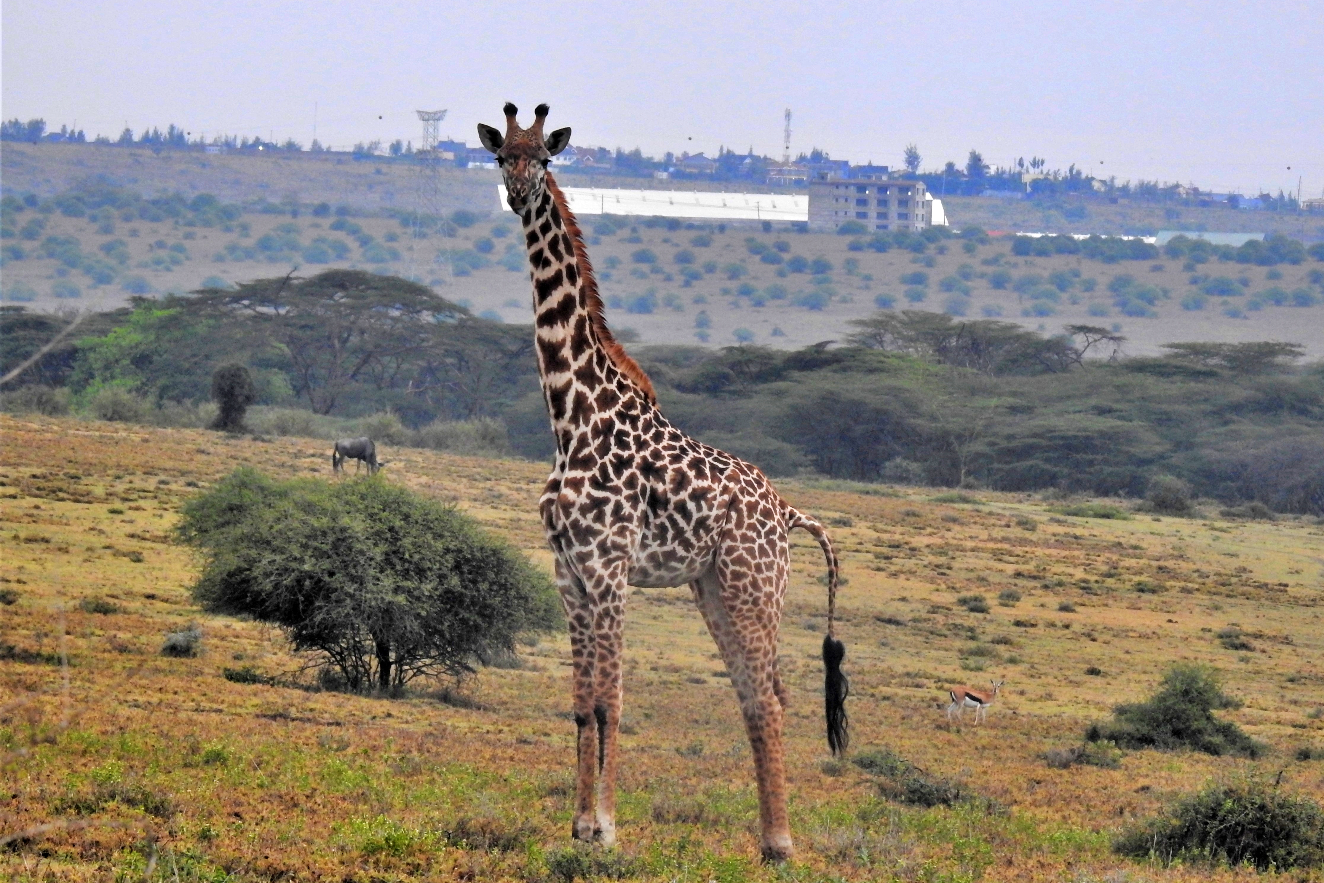 https://cdn.aucklandunlimited.com/zoo/assets/media/1-masai-giraffe-female-in-naretunoi-conservancy-kenya-c-gcf.jpg