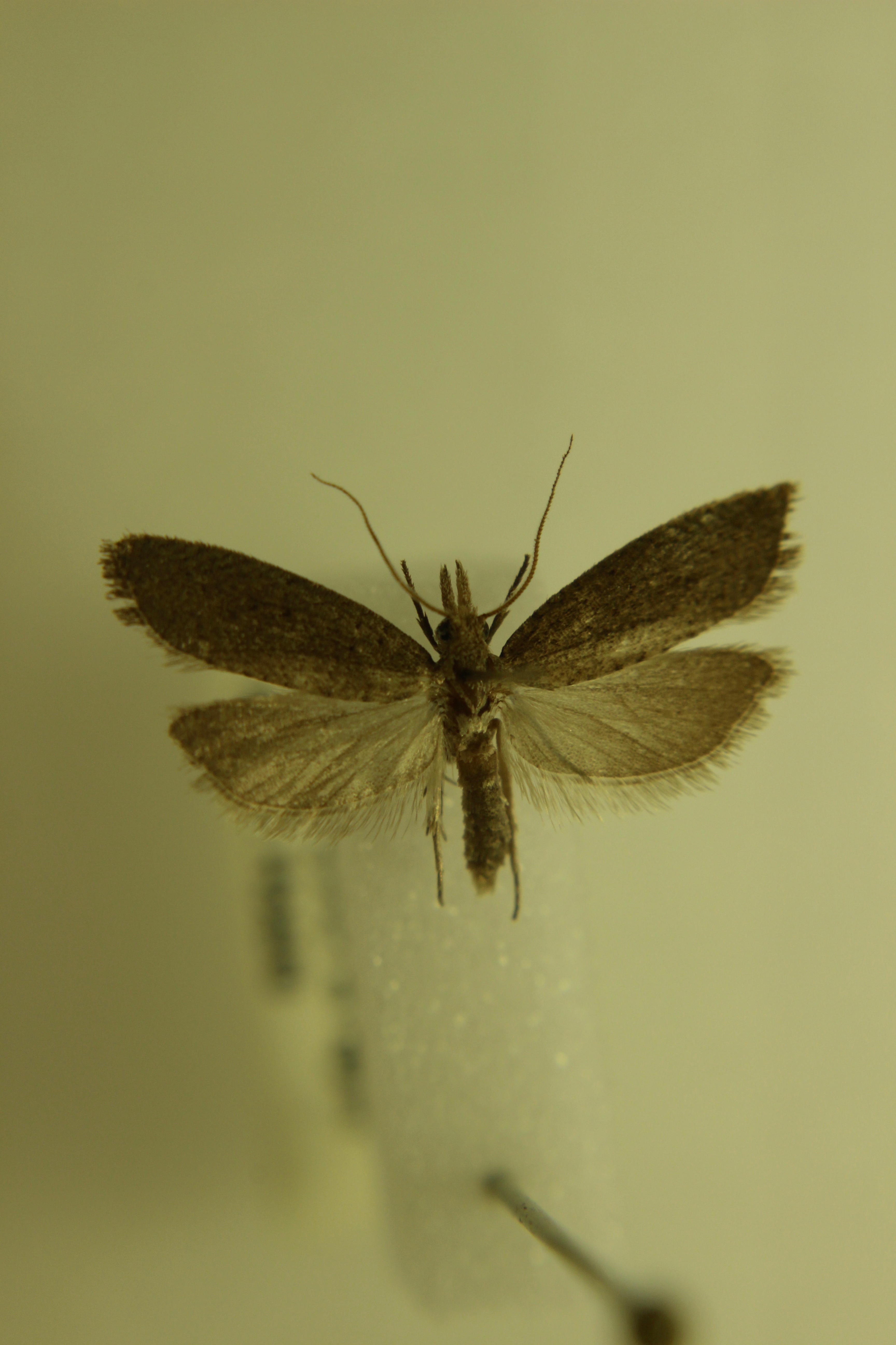 https://cdn.aucklandunlimited.com/zoo/assets/media/1-specimen-of-a-pollen-island-moth-in-the-new-zealand-arthopod-collection-02-image-ben-goodwin.jpg