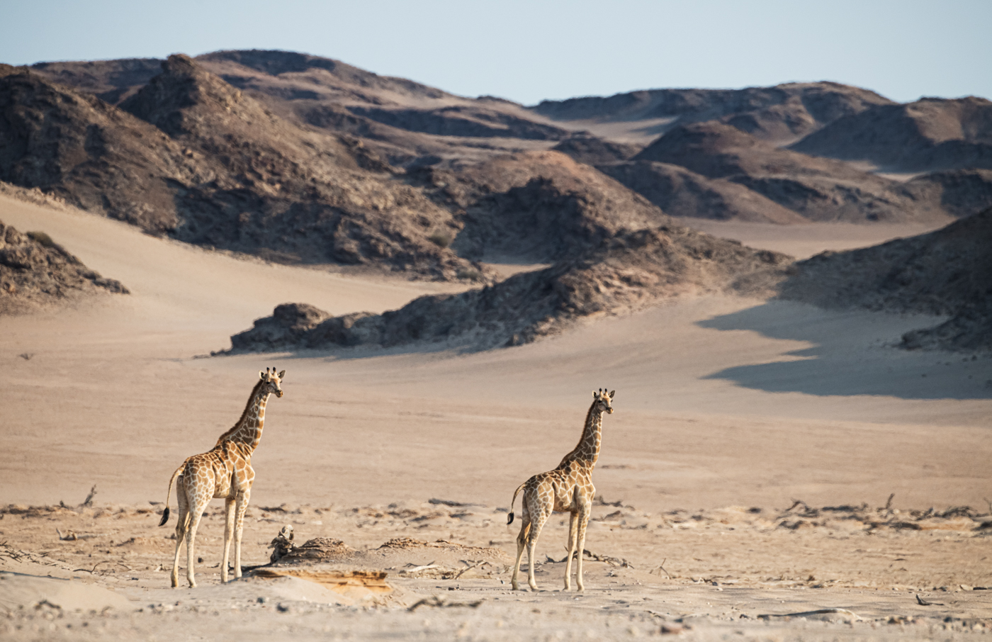 https://cdn.aucklandunlimited.com/zoo/assets/media/2-angolan-giraffe-on-the-plains-in-northwest-namibia-c-gcf-michael-viljoen.jpg