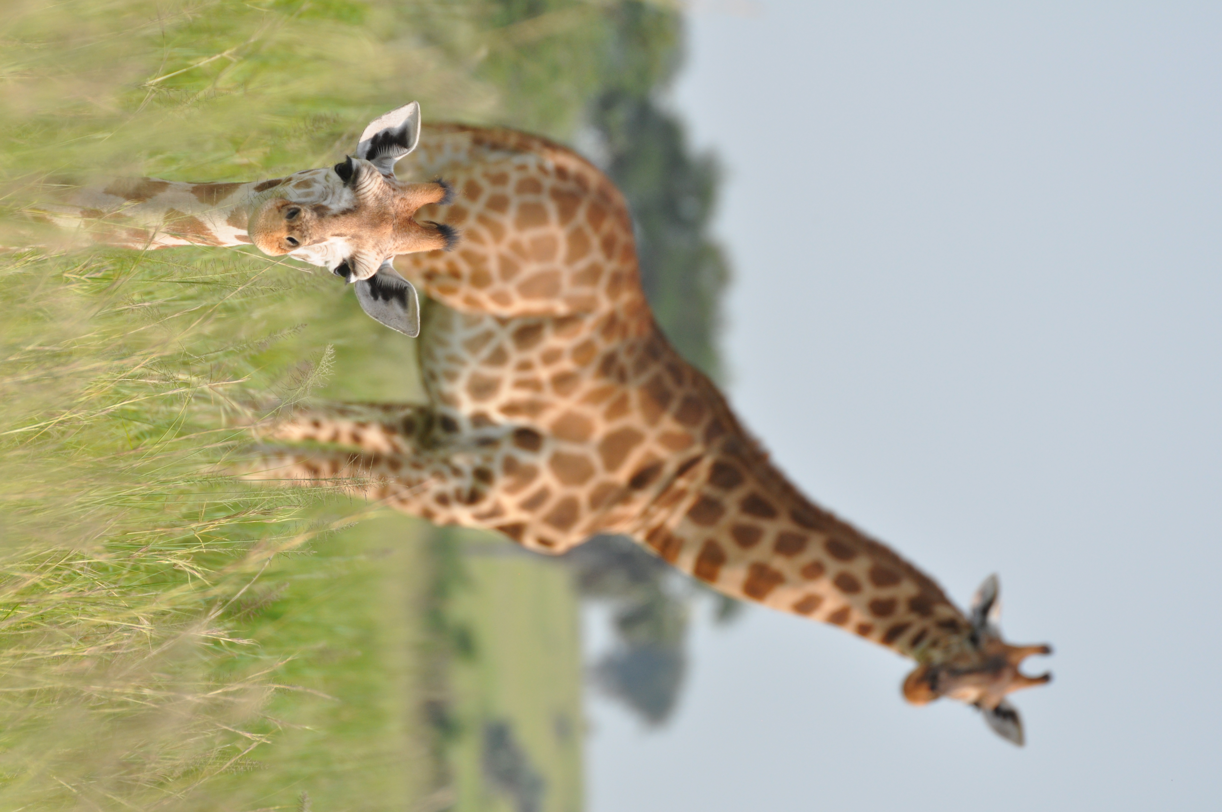 https://cdn.aucklandunlimited.com/zoo/assets/media/2-nubian-giraffe-1-calf-photobomb-in-murchison-falls-np-uganda-c-gcfjpg.jpg