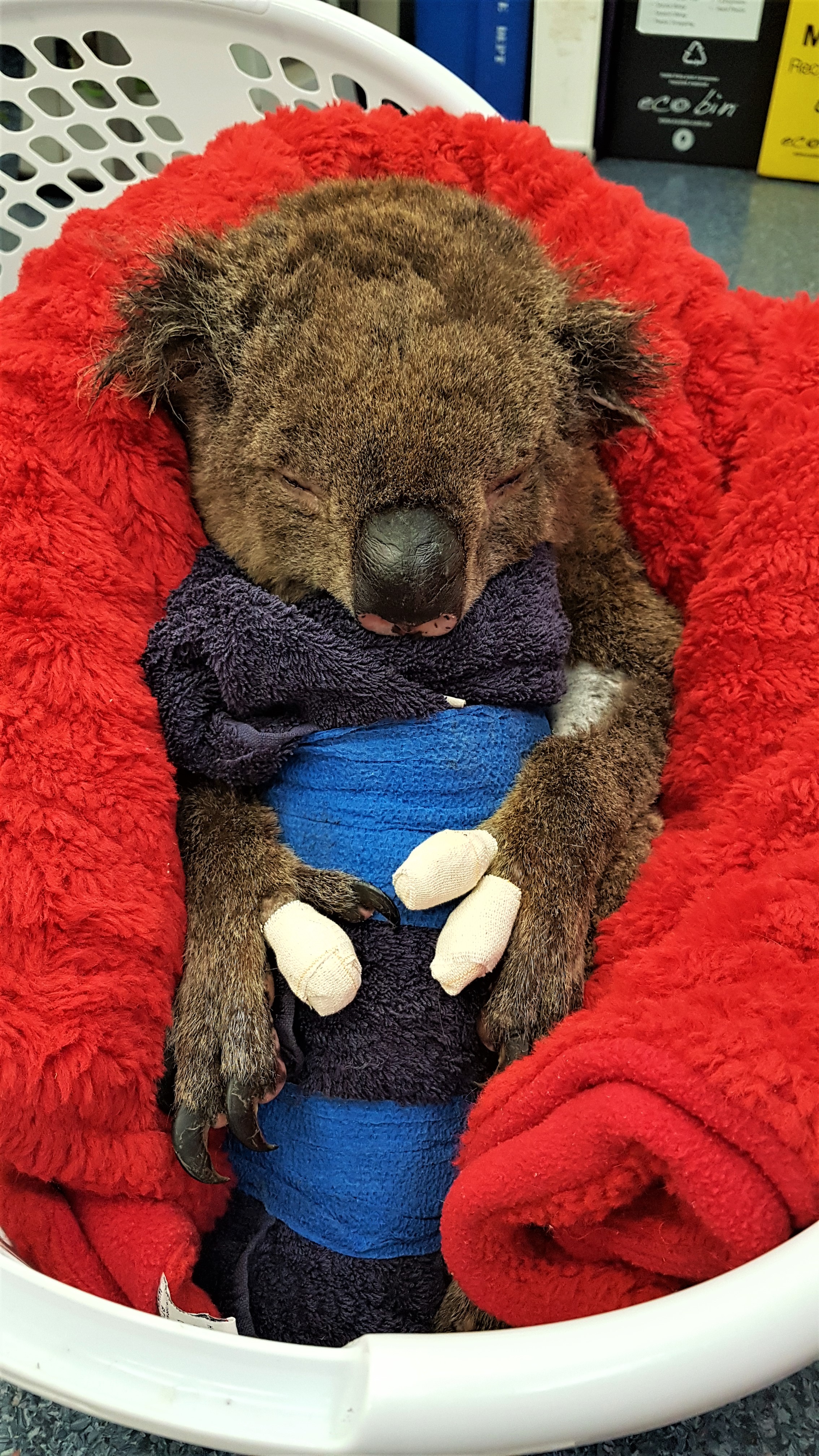https://cdn.aucklandunlimited.com/zoo/assets/media/20200209-135209-koala-in-basket-in-blanket.jpg