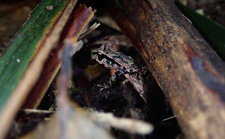 Rare frog breeds at Auckland Zoo