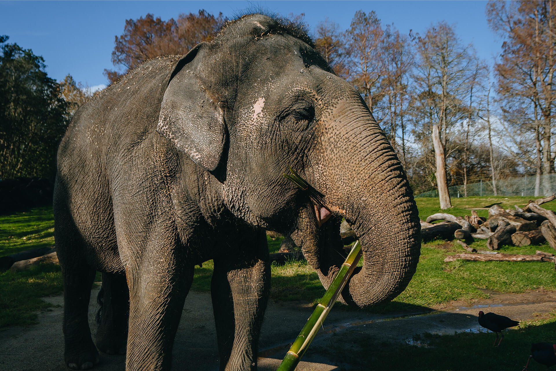 https://cdn.aucklandunlimited.com/zoo/assets/media/asian-elephant-burma-eating-bamboo.jpg