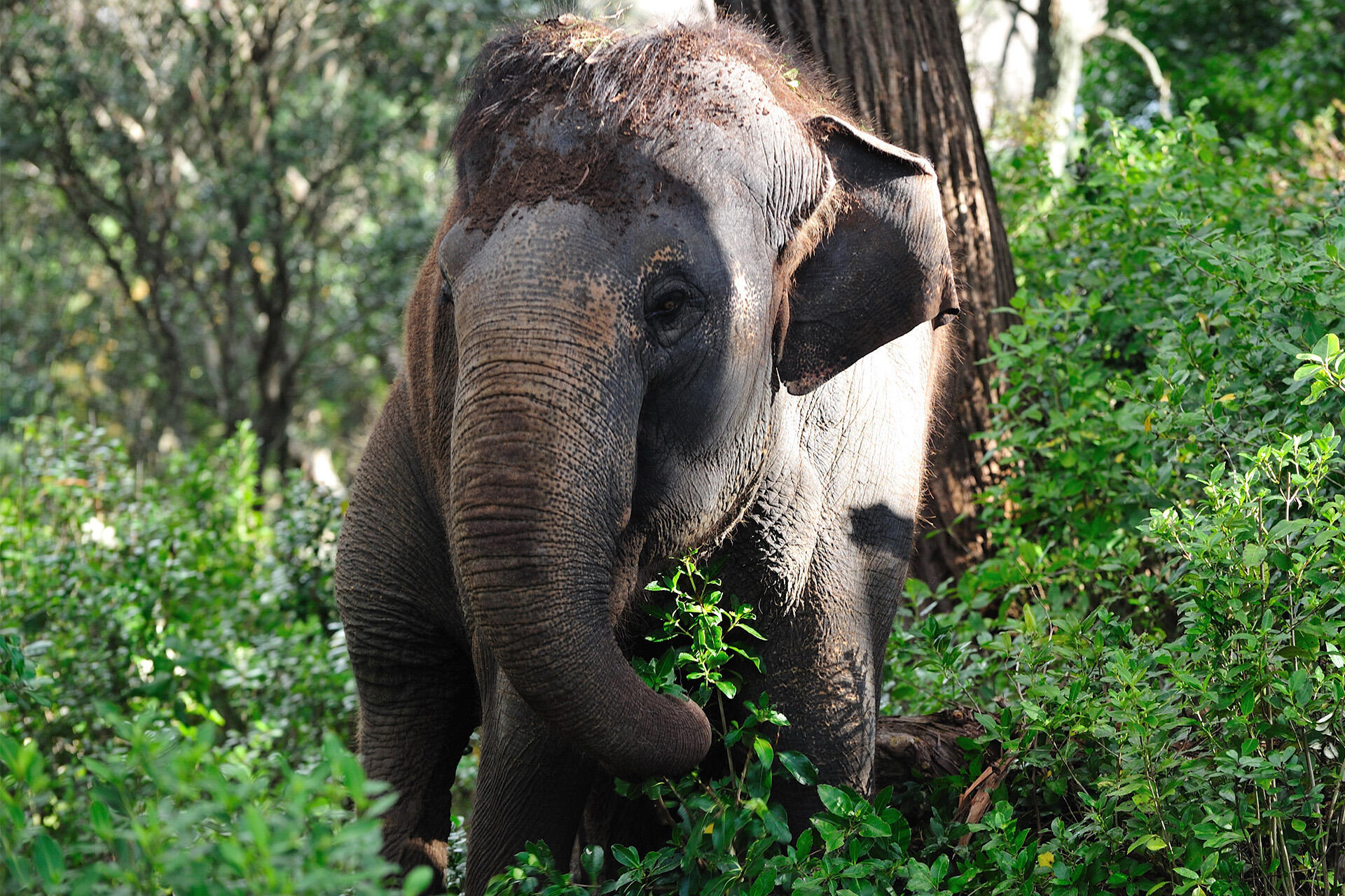 https://cdn.aucklandunlimited.com/zoo/assets/media/asian-elephant-burma-in-the-fernery-at-auckland-zoo-1.jpg