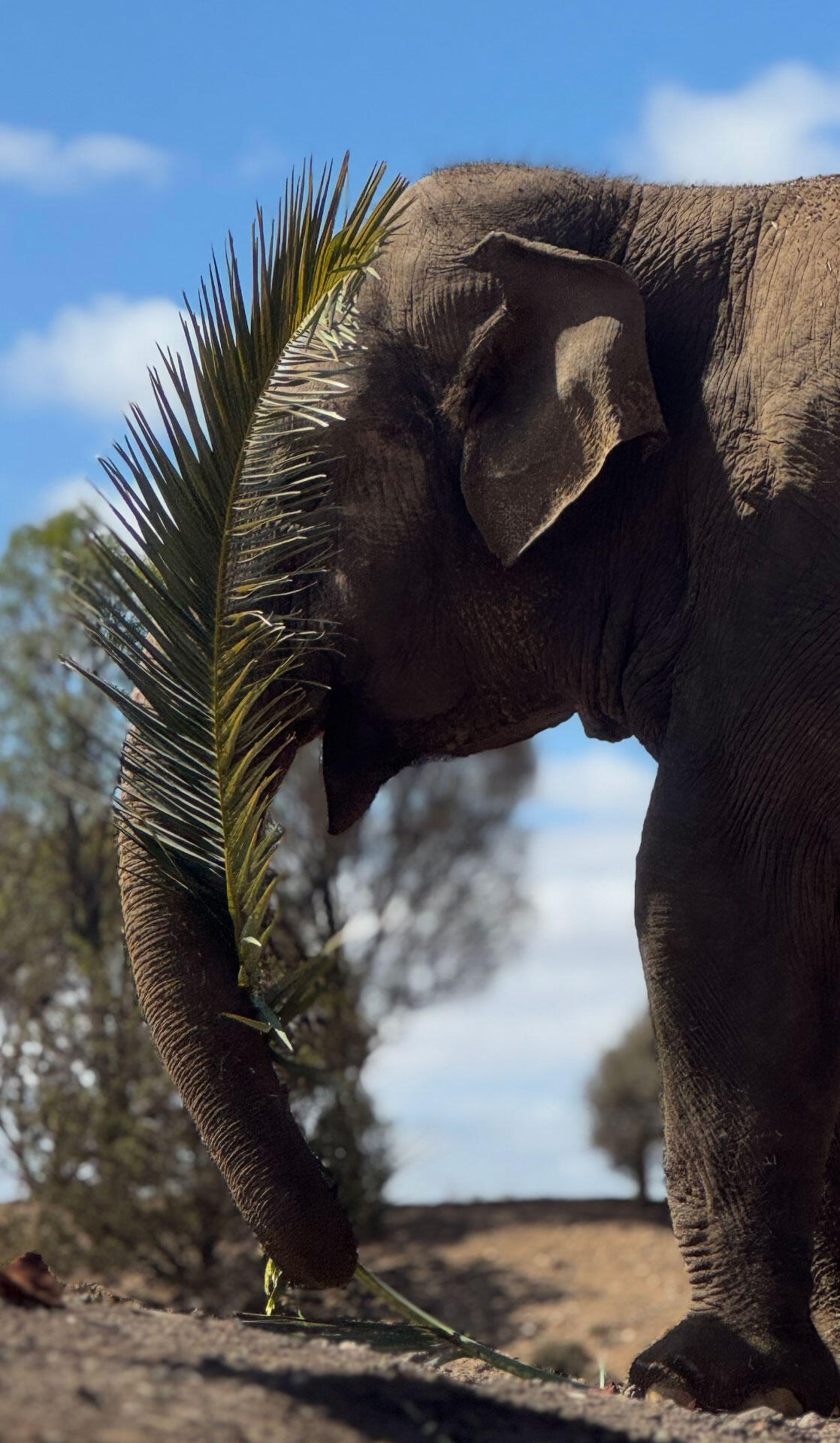Asian elephant Burma cheekily hiding behind a palm frond on a beautiful sunny day with blue skies, at Monarto Safari Park in Australia.