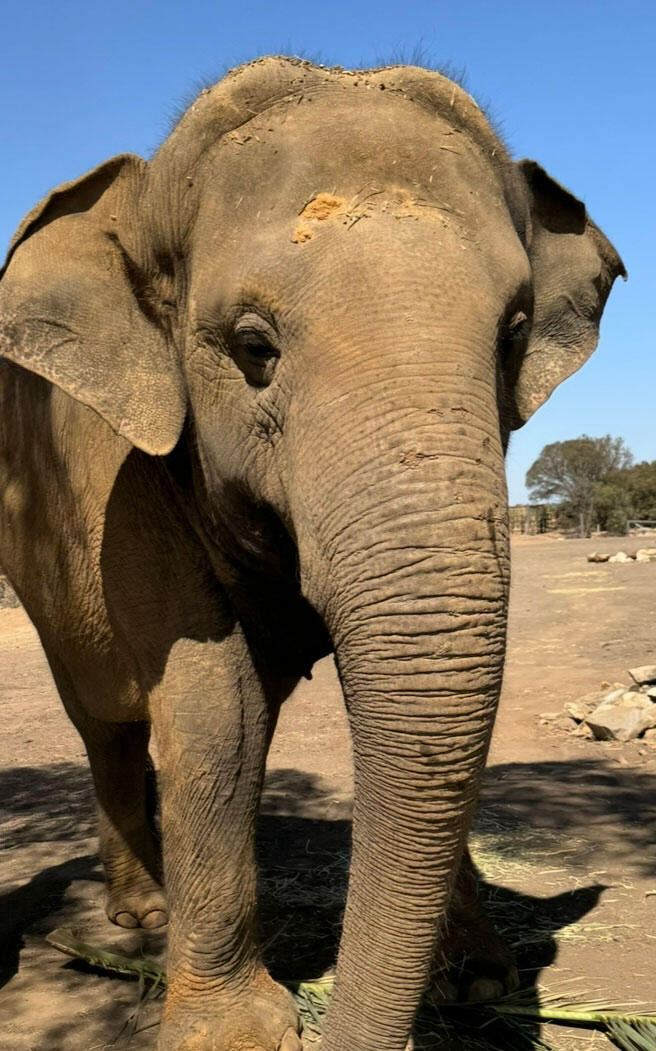 Asian elephant Burma outside on a beautiful sunny day at Monarto Safari Park in Australia, she has sand on her head from dust bathing and there are half eaten palm fronds at her feet.