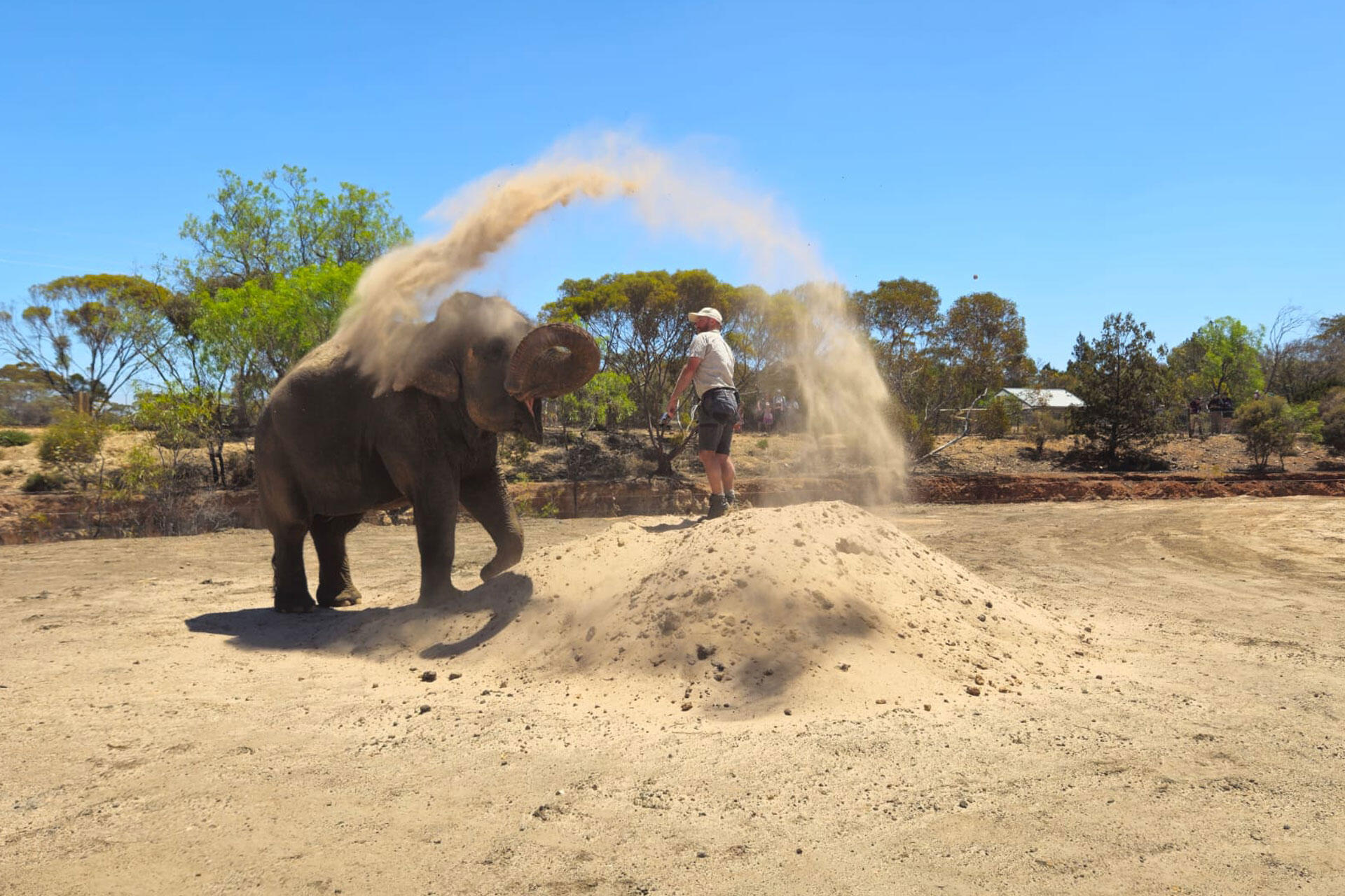 https://cdn.aucklandunlimited.com/zoo/assets/media/asian-elephant-burma-monarto-safari-park-3.jpg