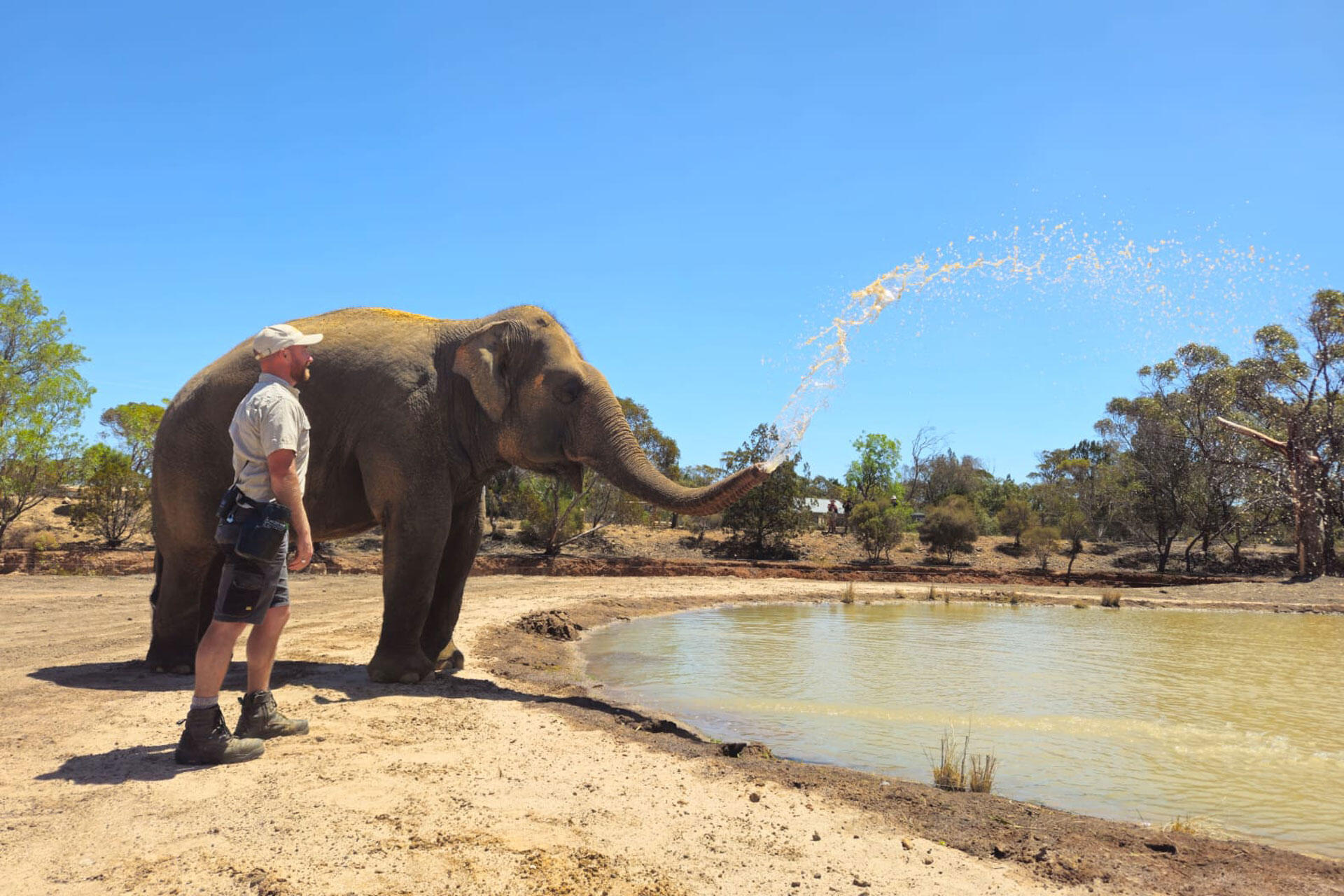 https://cdn.aucklandunlimited.com/zoo/assets/media/asian-elephant-burma-monarto-safari-park-4.jpg