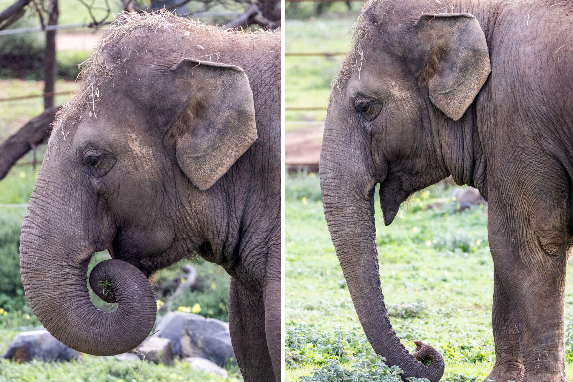https://cdn.aucklandunlimited.com/zoo/assets/media/asian-elephant-burma-monarto-safari-park-5.jpg
