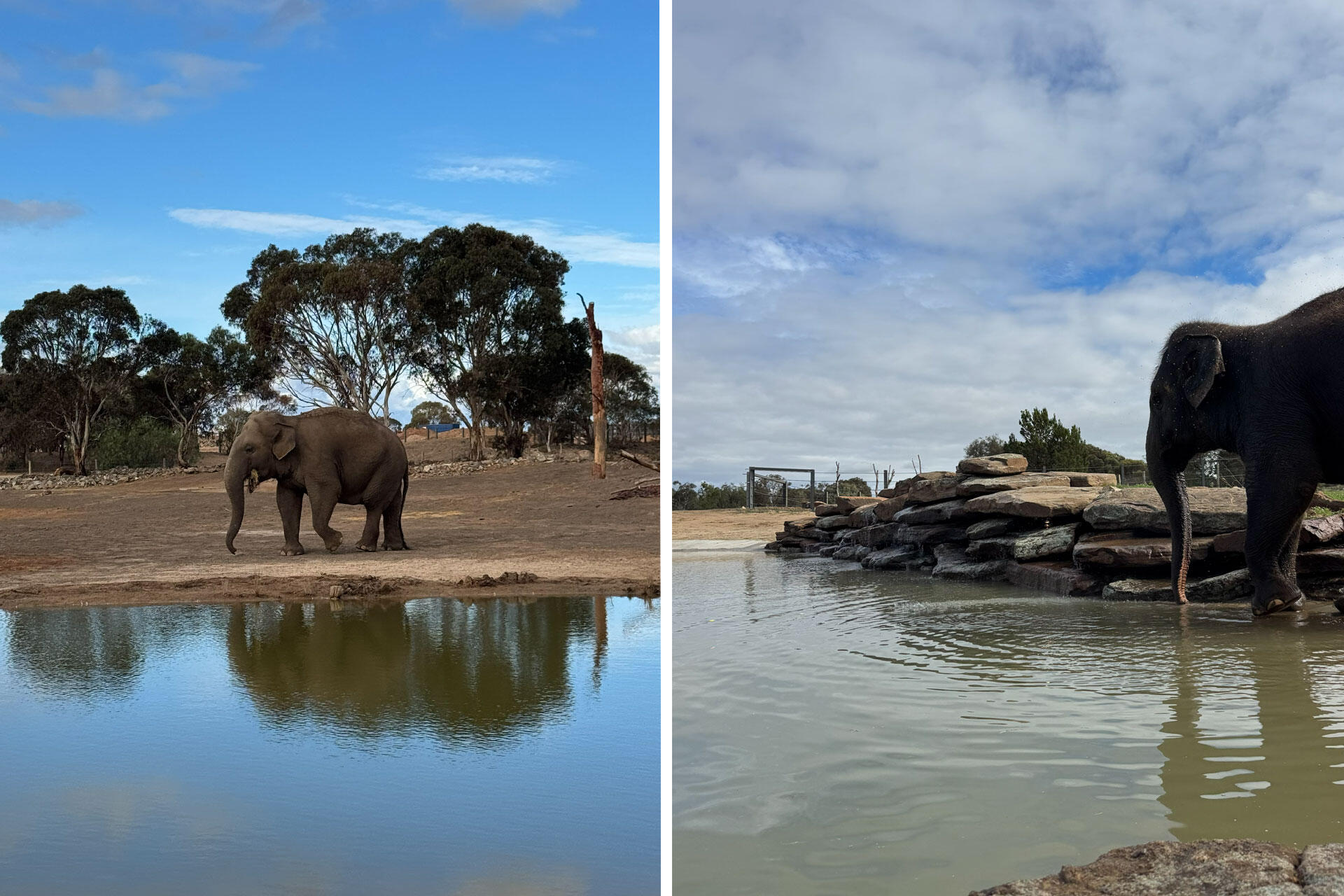 https://cdn.aucklandunlimited.com/zoo/assets/media/asian-elephant-burma-monarto-safari-park-6.jpg