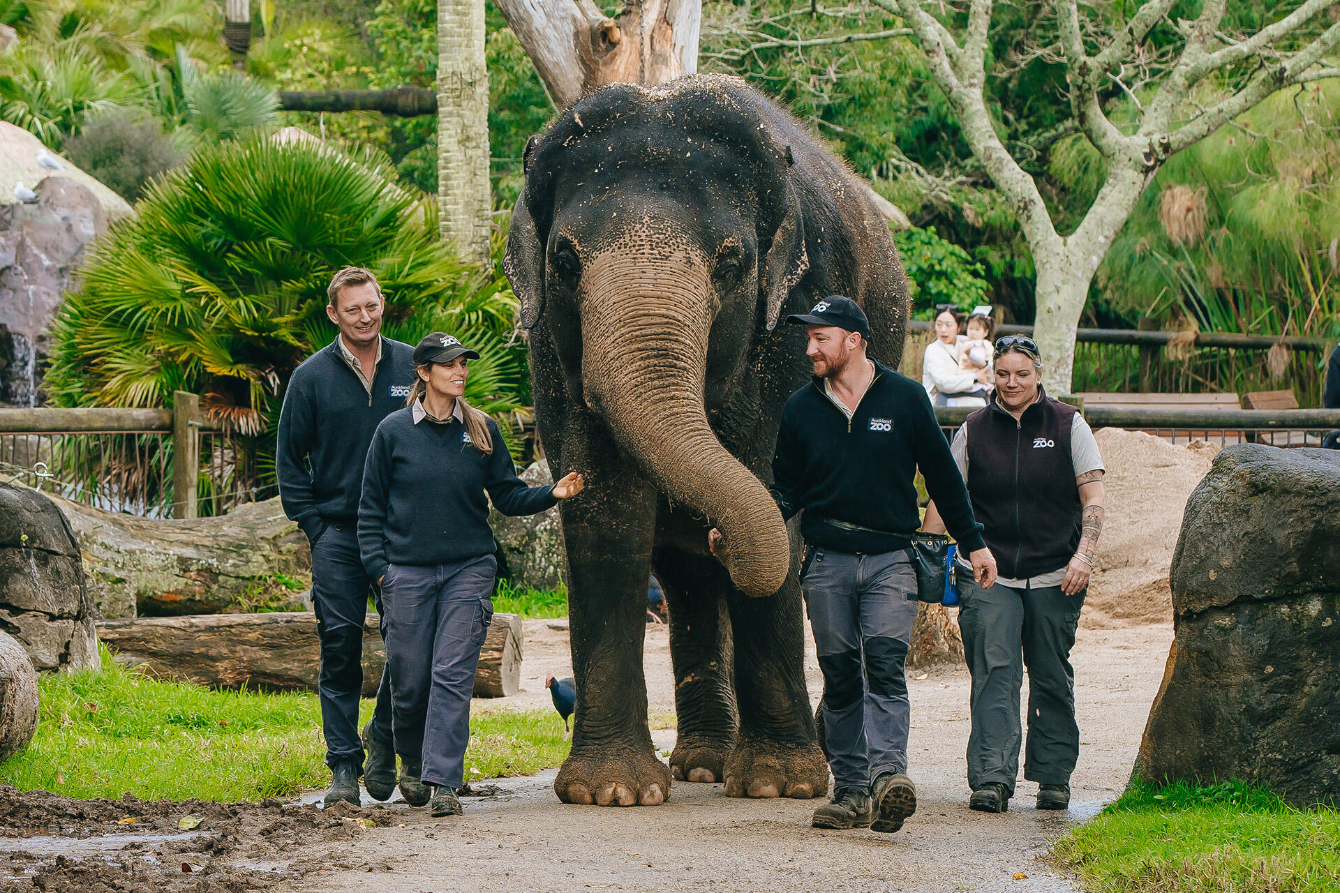 https://cdn.aucklandunlimited.com/zoo/assets/media/asian-elephant-burma-with-elephant-team-leader-andrew-coers-and-elephant-keepers-corryn-coers-laurel-sandy-and-odin-neil.jpg