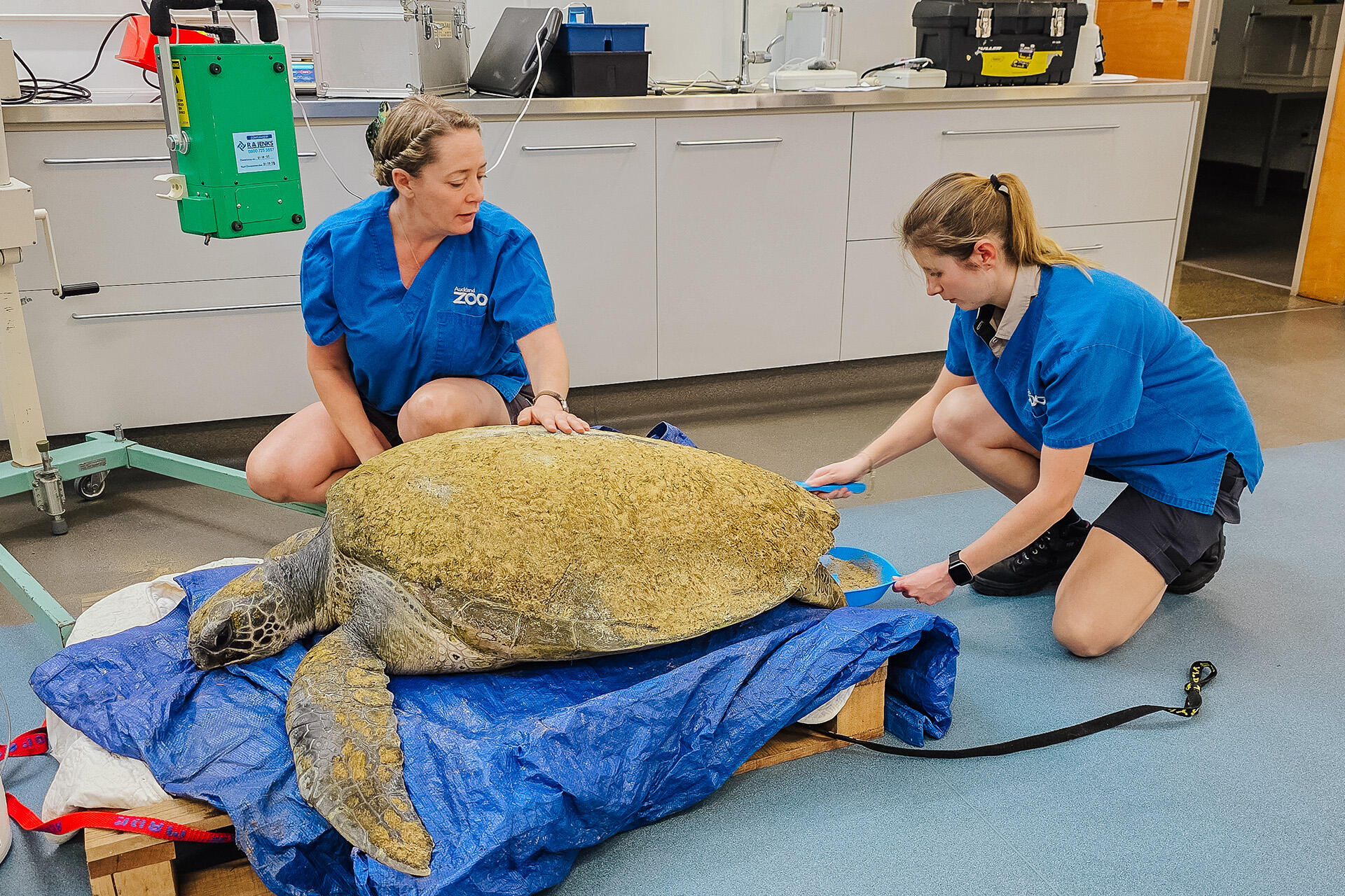 https://cdn.aucklandunlimited.com/zoo/assets/media/auckland-zoo-94kg-green-turtle-arriving-at-nzccm-231125-05.jpg