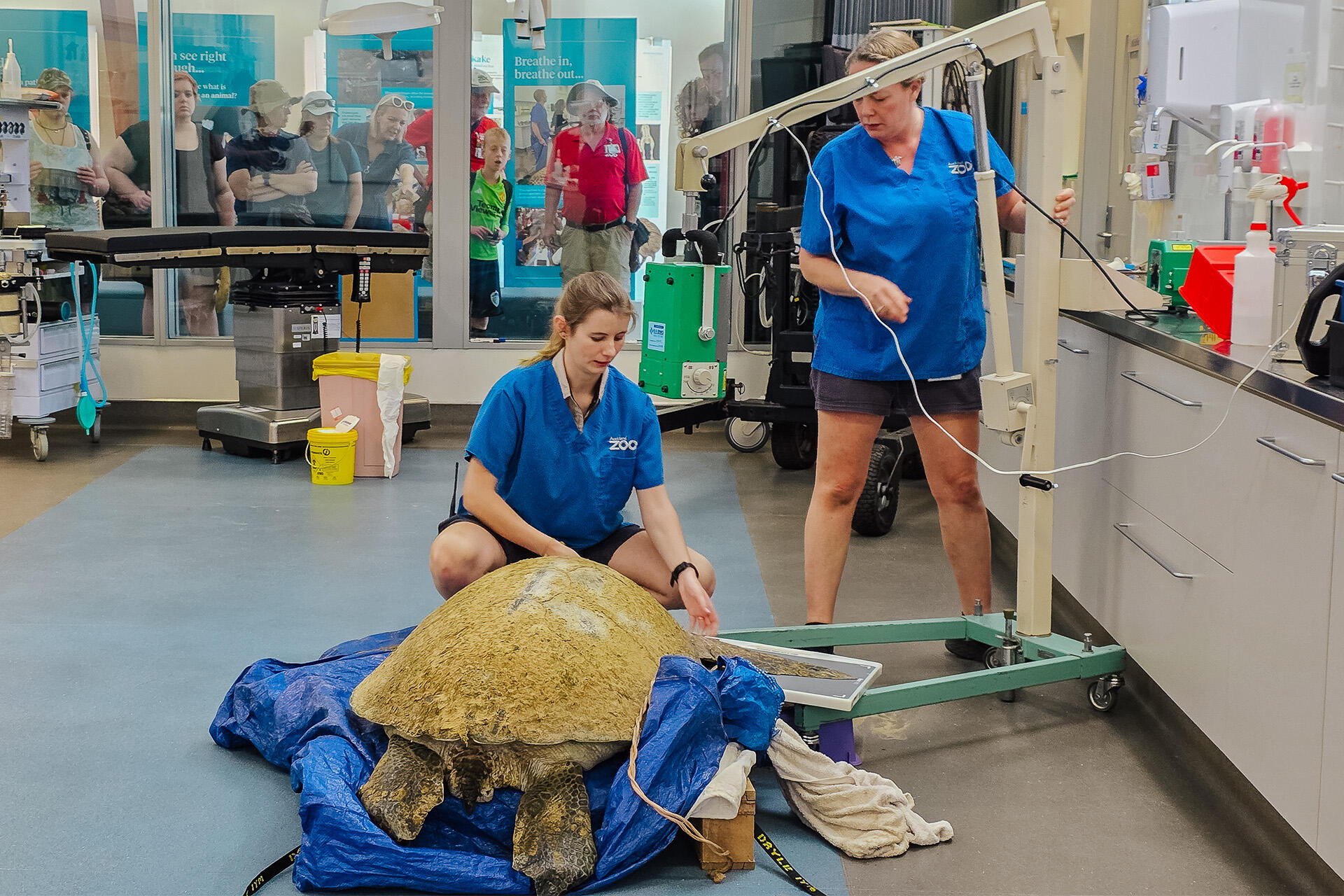 https://cdn.aucklandunlimited.com/zoo/assets/media/auckland-zoo-94kg-green-turtle-arriving-at-nzccm-231125-08.jpg
