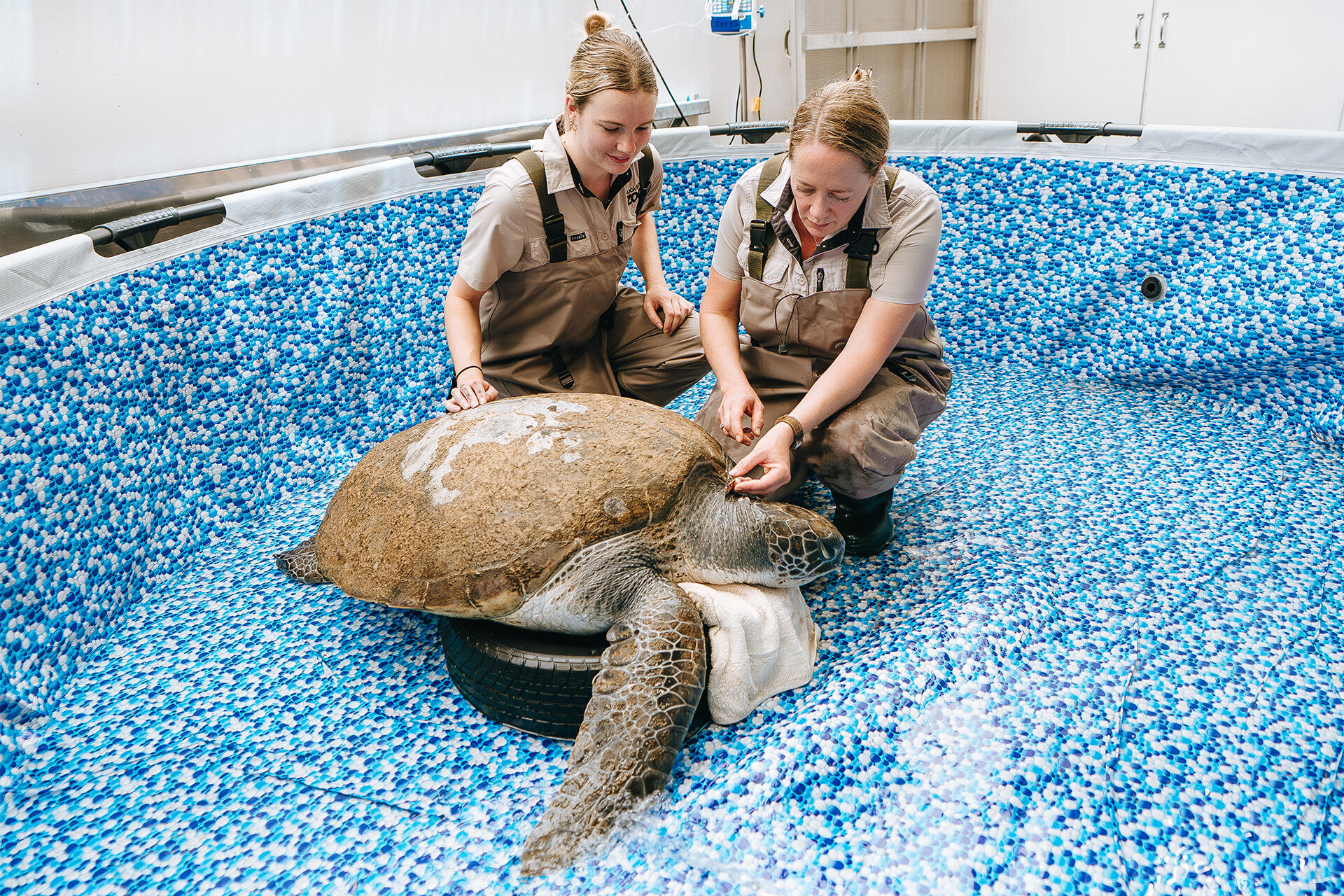https://cdn.aucklandunlimited.com/zoo/assets/media/auckland-zoo-94kg-green-turtle-feeding-241125-22.jpg