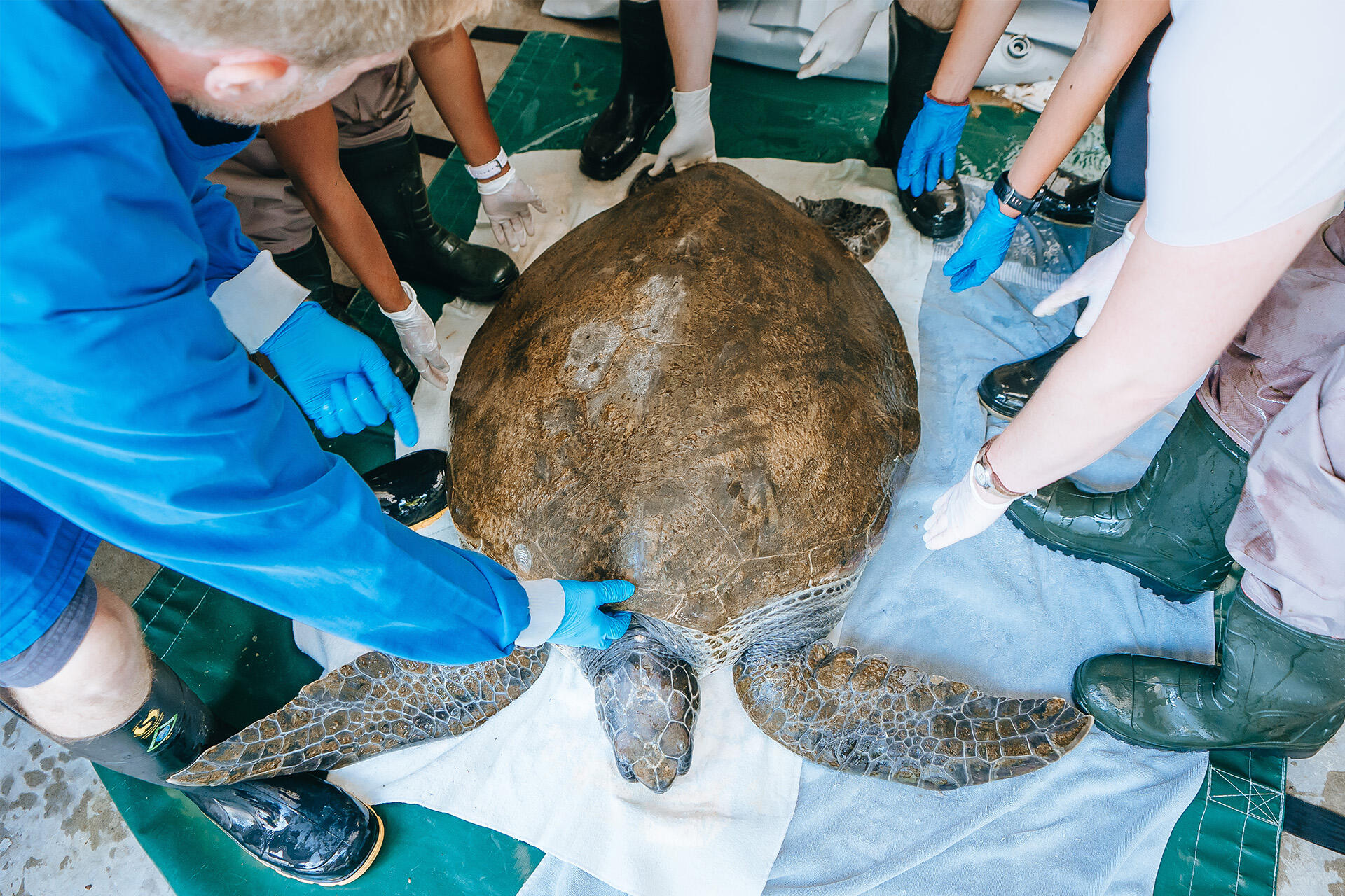 https://cdn.aucklandunlimited.com/zoo/assets/media/auckland-zoo-94kg-green-turtle-leaving-nzccm-251125-14.jpg