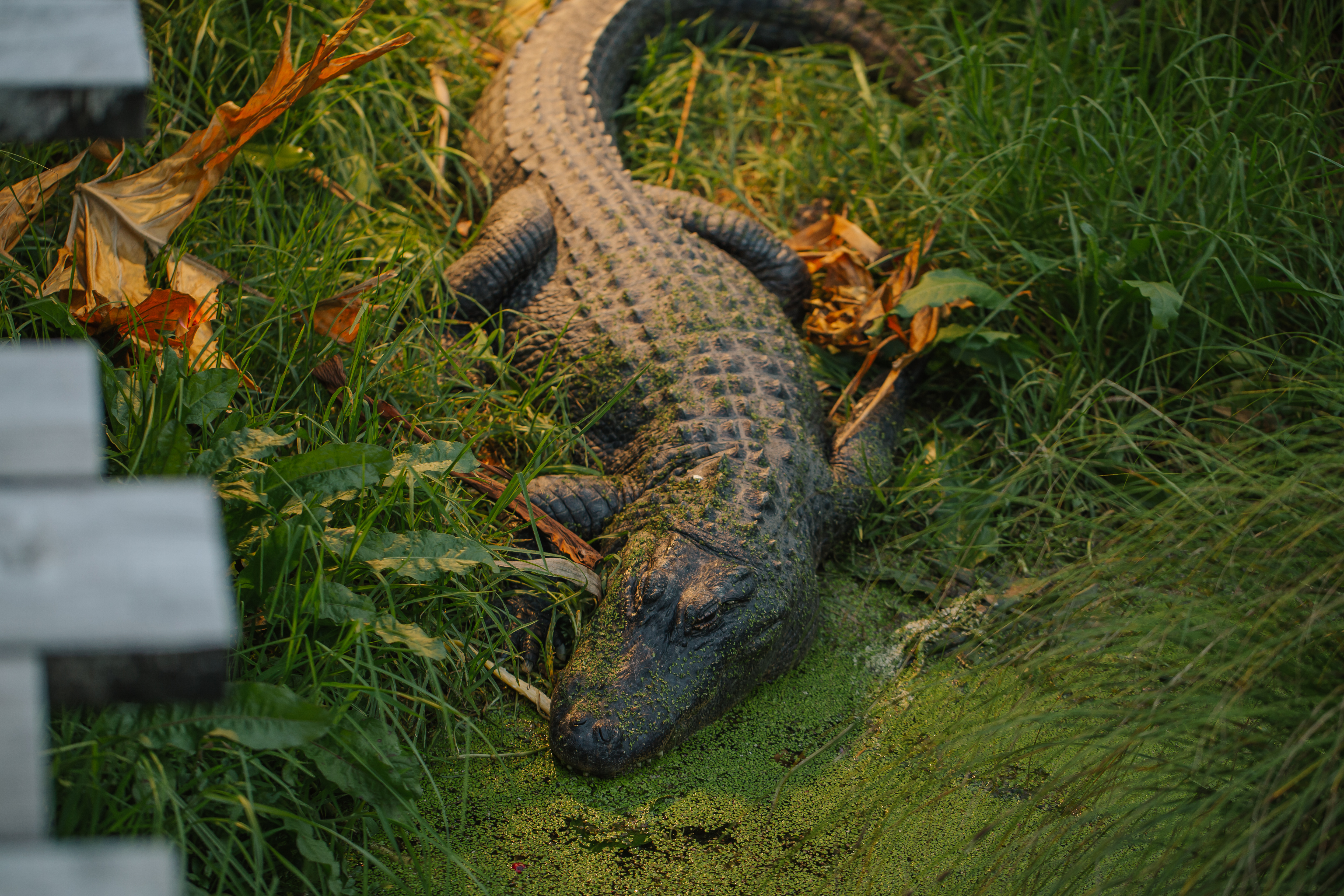 American alligator | Auckland Zoo