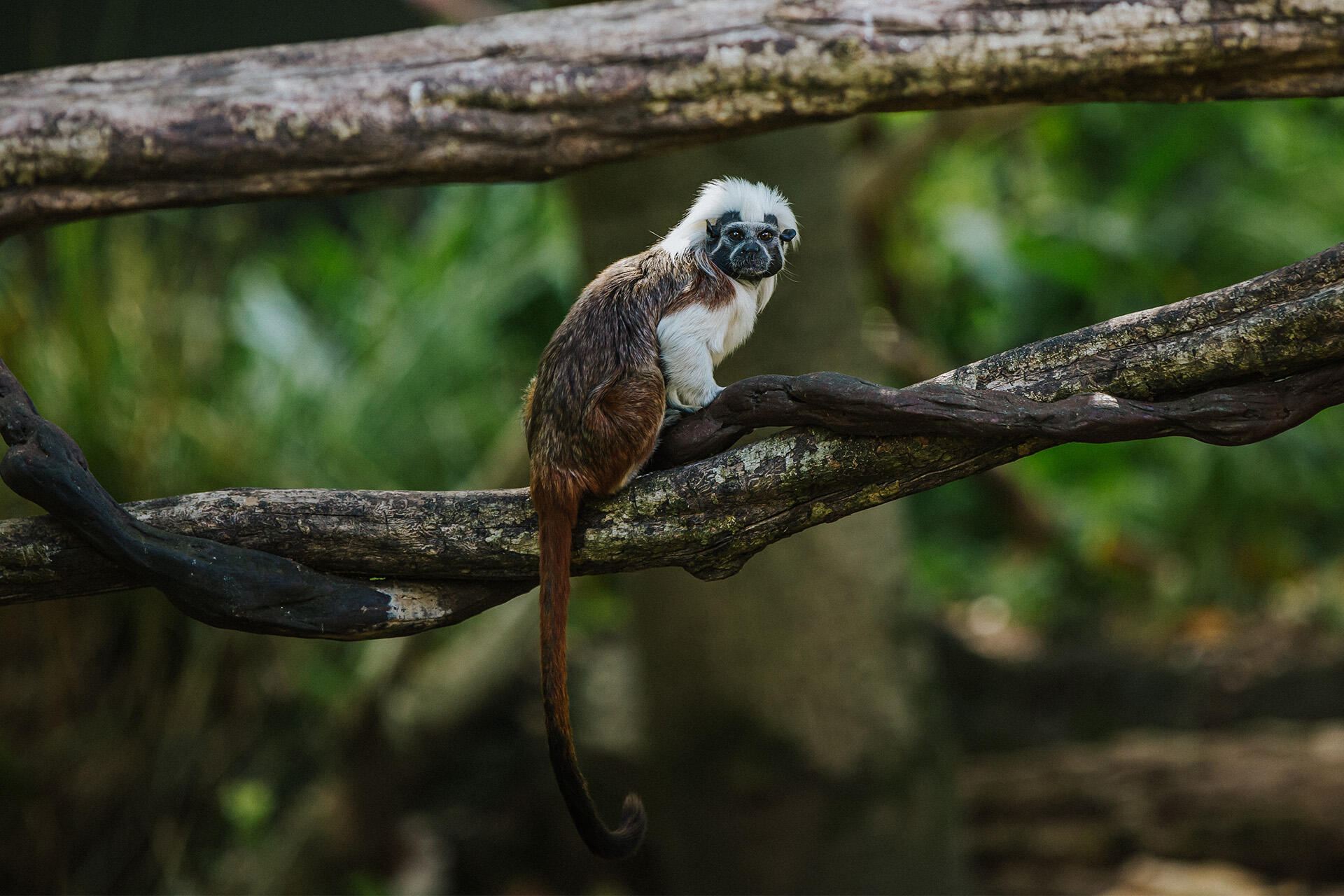 https://cdn.aucklandunlimited.com/zoo/assets/media/auckland-zoo-around-the-zoo-130121-44-43-cotton-top-tamarin.jpg