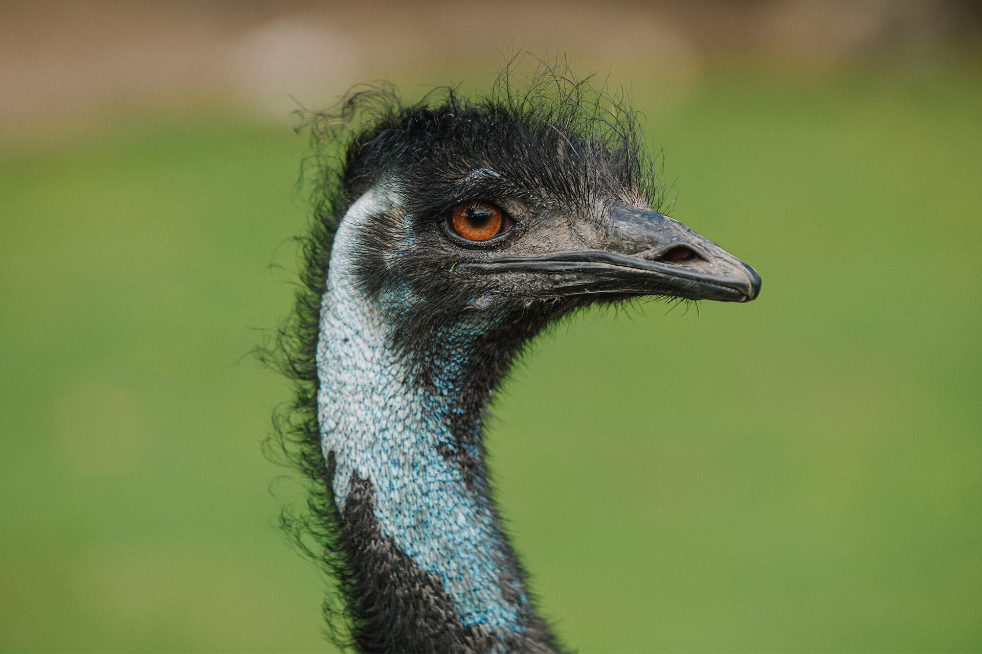 https://cdn.aucklandunlimited.com/zoo/assets/media/auckland-zoo-around-the-zoo-emu-130121-44-23.jpg