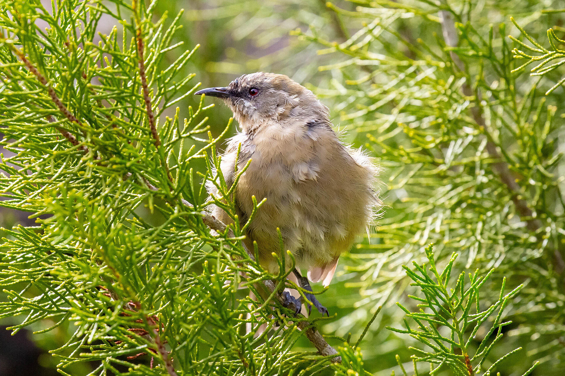 https://cdn.aucklandunlimited.com/zoo/assets/media/auckland-zoo-bellbird-korimako-by-grace-20a9516.jpg