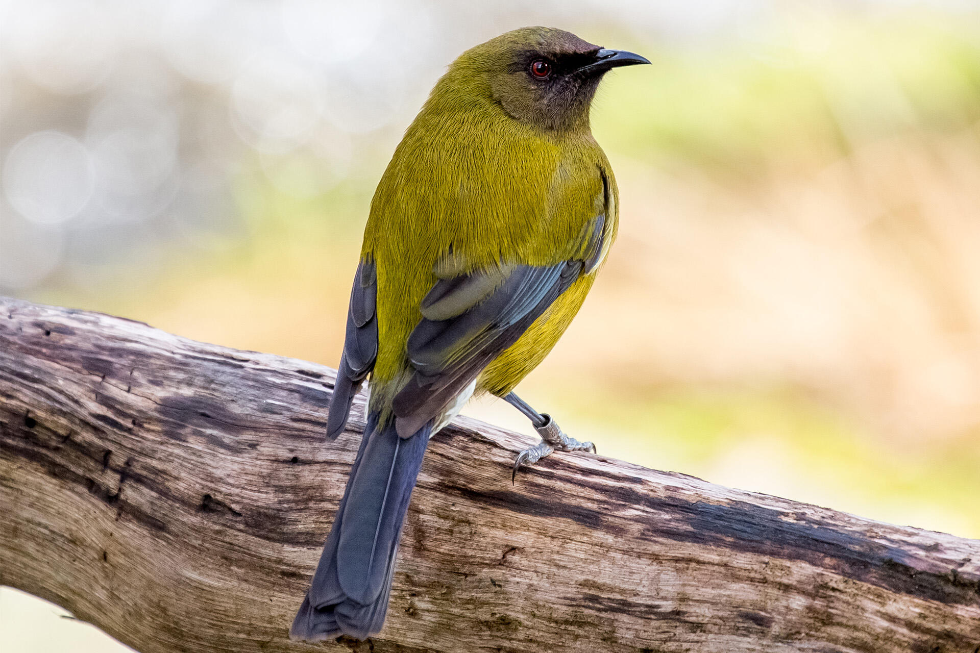 https://cdn.aucklandunlimited.com/zoo/assets/media/auckland-zoo-bellbird-korimako-by-grace-20a9640.jpg