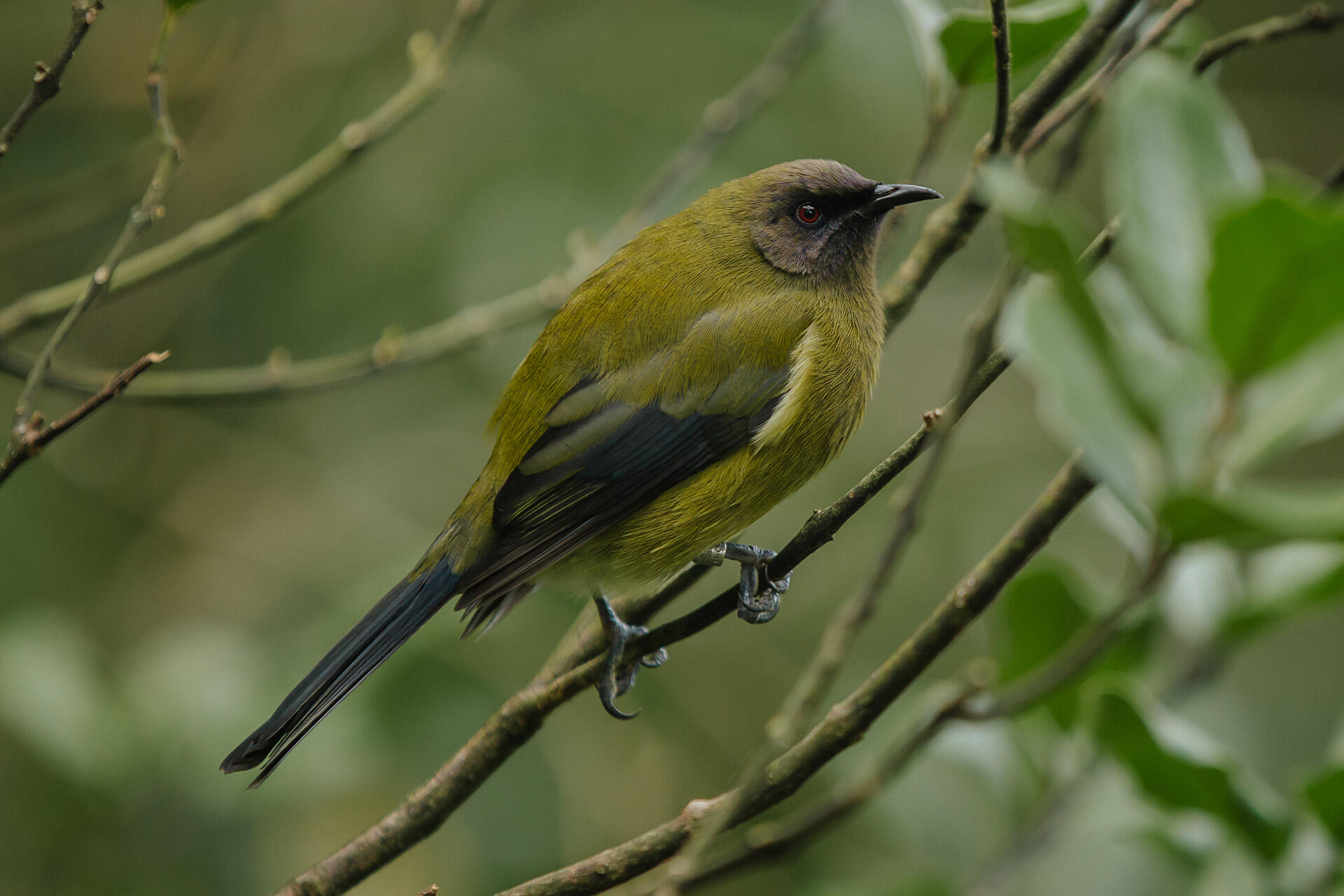 https://cdn.aucklandunlimited.com/zoo/assets/media/auckland-zoo-bird-forestry-keeper-070521-94-bellbird-korimako.jpg